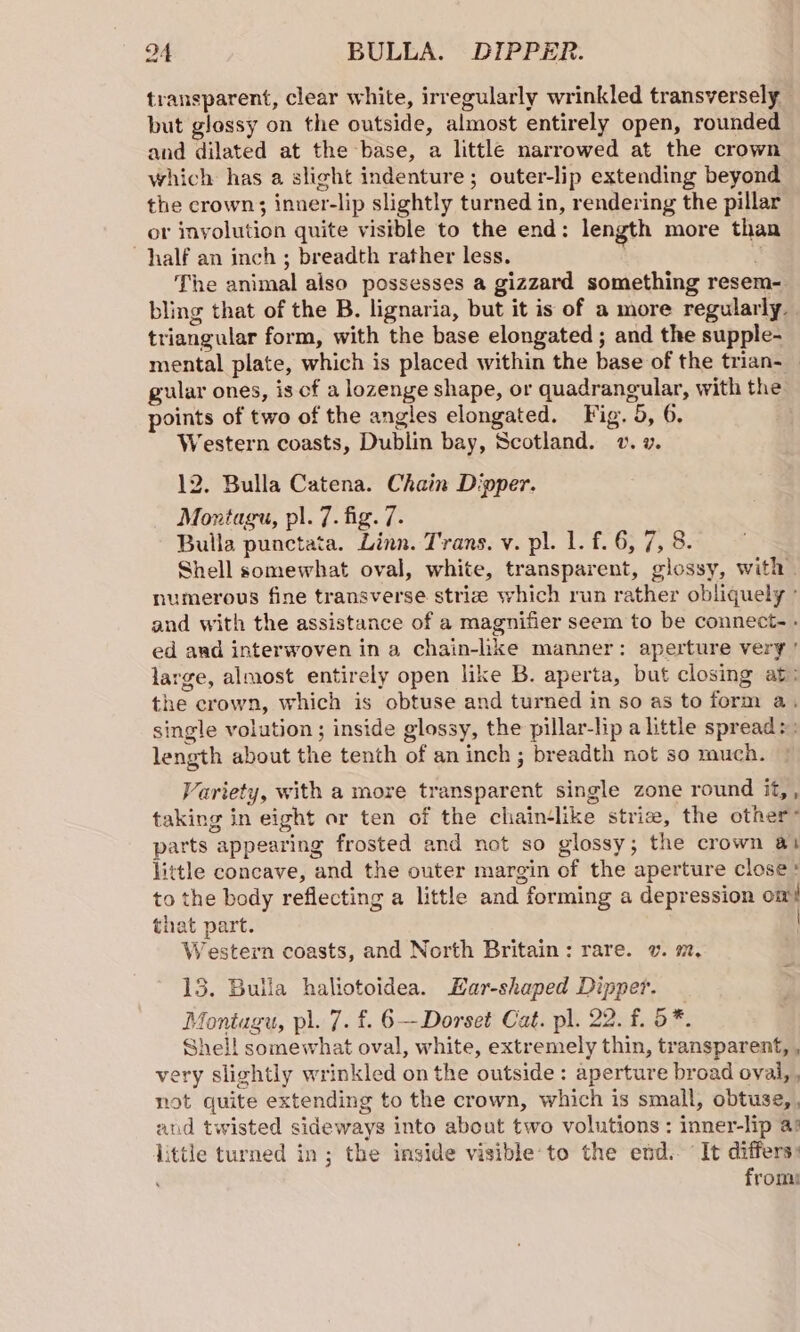 transparent, clear white, irregularly wrinkled transversely but glossy on the outside, almost entirely open, rounded and dilated at the base, a little narrowed at the crown which has a slight indenture; outer-lip extending beyond the crown; inner-lip slightly turned in, rendering the pillar or inyolution quite visible to the end: length more than half an inch ; breadth rather less. : The animal also possesses a gizzard something resem- bling that of the B. lignaria, but it is of a more regularly. triangular form, with the base elongated ; and the supple- mental plate, which is placed within the base of the trian- _ gular ones, is cf a lozenge shape, or quadrangular, with the points of two of the angles elongated. Fig. 5, 6. Western coasts, Dublin bay, Scotland. v. v. 12. Bulla Catena. Chain Dipper. Montagu, pl. 7. fig. 7. Bulla punctata. Linn. Trans. v. pl. 1. f. 6, 7, 8. Shell somewhat oval, white, transparent, glossy, with | numerovs fine transverse striz which run rather obliquely ° and with the assistance of a magnifier seem to be connect. - ed and interwoven in a chain-like manner: aperture very ' large, almost entirely open like B. aperta, but closing at: the crown, which is obtuse and turned in so as to form a, single volution ; inside glossy, the pillar-lip a little spread: : length about the tenth of an inch ; breadth not so much. Variety, with a more transparent single zone round it,, taking in eight or ten of the chaintlike striz, the other> parts appearing frosted and not so glossy; the crown at little concave, and the outer margin of the aperture close: to the body reflecting a little and forming a depression on! that part. | Western coasts, and North Britain: rare. v. m, 13. Buila haliotoidea. Har-shaped Dipper. Montagu, pl. 7. £. 6—Dorset Cat. pl. 22. f. 5*. Shell somewhat oval, white, extremely thin, transparent, , very slightly wrinkled on the outside : aperture broad oval, , not quite extending to the crown, which is small, obtuse, , and twisted sideways into about two volutions : inner-lip a! little turned in; the inside visible to the end. “It differs: from