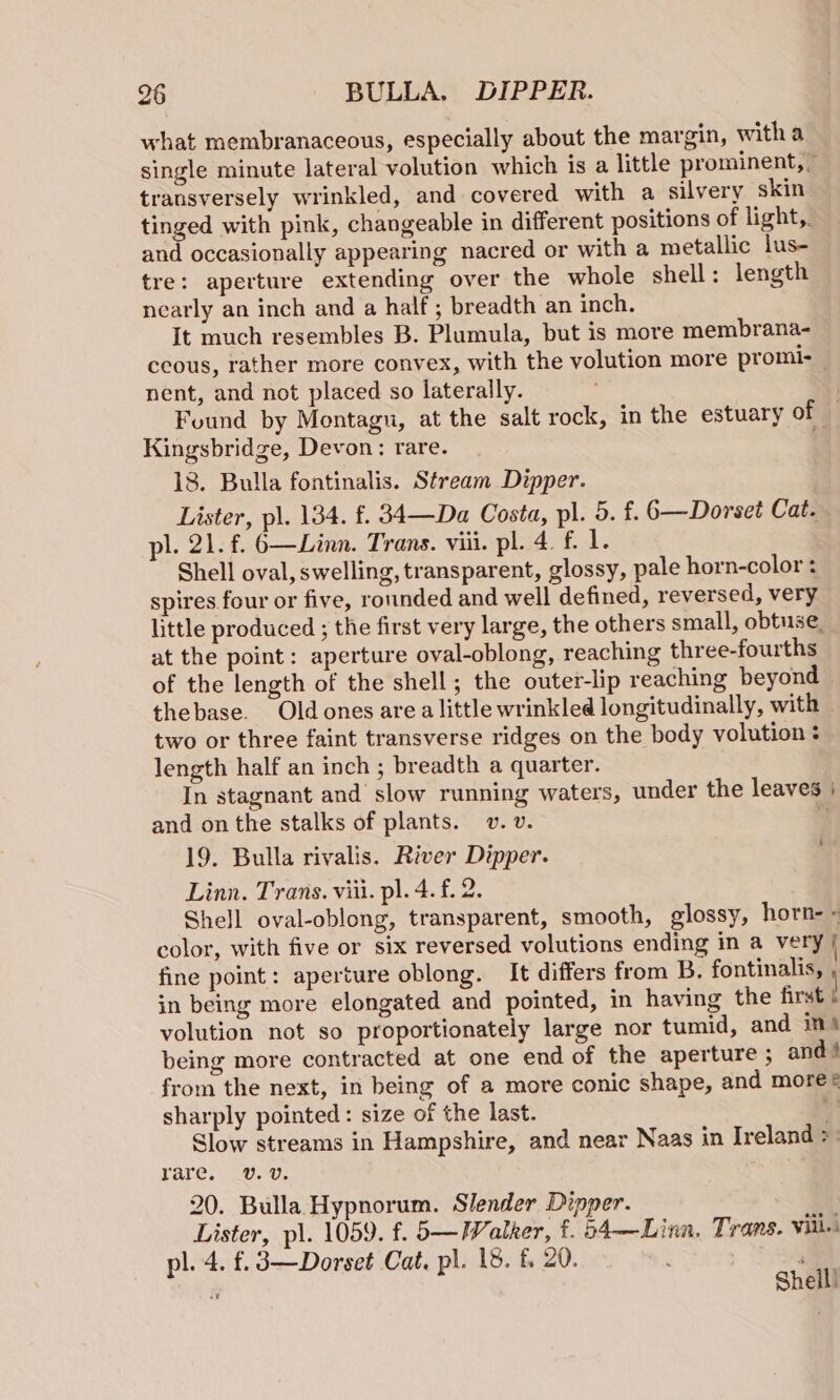 what membranaceous, especially about the margin, witha single minute lateral volution which is a little prominent, ~ transversely wrinkled, and covered with a silvery skin ls ie with pink, changeable in different positions of light,. and occasionally appearing nacred or with a metallic lus- tre: aperture extending over the whole shell: length nearly an inch and a half ; breadth an inch. It much resembles B. Plumula, but is more membrana- ceous, rather more convex, with the volution more promi- — nent, and not placed so laterally. | Found by Montagu, at the salt rock, in the estuary of — Kingsbridge, Devon: rare. 18. Bulla fontinalis. Stream Dipper. Lister, pl. 134. f. 34—Da Costa, pl. 5. f. 6—Dorset Cat. pl. 21. f. 6—Linn. Trans. viii. pl. 4. f. 1. Shell oval, swelling, transparent, glossy, pale horn-color : spires four or five, rounded and well defined, reversed, very little produced ; the first very large, the others small, obtuse. at the point: aperture oval-oblong, reaching three-fourths of the length of the shell; the outer-lip reaching beyond thebase. Oldones are alittle wrinkled longitudinally, with two or three faint transverse ridges on the body volution: length half an inch ; breadth a quarter. In stagnant and’ slow running waters, under the leaves | and on the stalks of plants. v. v. : 19. Bulla rivalis. River Dipper. Linn. Trans. viii. pl. 4. f. 2. Shell oval-oblong, transparent, smooth, glossy, horn- « color, with five or six reversed volutions ending in a very | fine point: aperture oblong. It differs from B. fontinalis, in being more elongated and pointed, in having the first | volution not so proportionately large nor tumid, and im A being more contracted at one end of the aperture ; and 4 from the next, in being of a more conic shape, and more® sharply pointed : size of the last. rt Slow streams in Hampshire, and near Naas in Ireland > rare. (U.0, 20. Bulla Hypnorum. Slender Dipper. Lister, pl. 1059. f. 5—Walker, f. 54—Linn, Trans. Vili. i pl. 4. f. 3—Dorset Cat, pl. 18. £ 20. Pe | f Sheil!