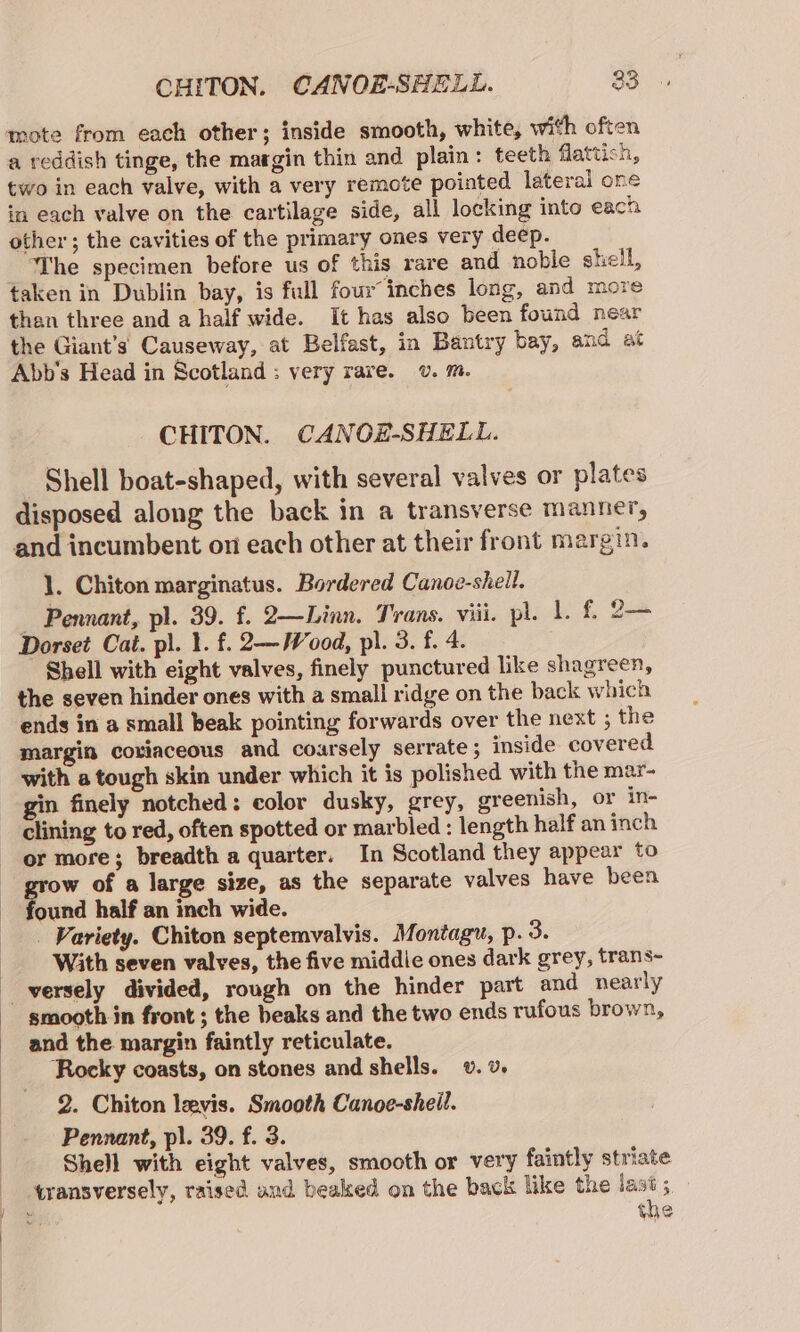 mote from each other; inside smooth, white, with often a reddish tinge, the margin thin and plain: teeth flattish, two in each valve, with a very remote pointed lateral one in each valve on the cartilage side, all locking into each other ; the cavities of the primary ones very deep. ‘The specimen before us of this rare and noble shell, taken in Dublin bay, is full four inches long, and more than three and a half wide. It has also been found near the Giant’s Causeway, at Belfast, in Bantry bay, and at Abb’s Head in Scotland : very rare. . m. CHITON. CANOE-SHELL. Shell boat-shaped, with several valves or plates disposed along the back in a transverse manner, and incumbent on each other at their front margin. 1. Chiton marginatus. Bordered Canoe-shell. _ Pennant, pl. 39. f. 2—Linn. Trans. viii. plik £ 2 Dorset Cat. pl. 1. £. 2—Wood, pl. 3. f. 4. Shell with eight valves, finely punctured like shagreen, the seven hinder ones with a small ridge on the back which ends in a small beak pointing forwards over the next ; the margin coxiaceous and coarsely serrate ; inside covered with a tough skin under which it is polished with the mar- gin finely notched: color dusky, grey, greenish, or in- clining to red, often spotted or marbled : length half an inch or more; breadth a quarter. In Scotland they appear to ow of a large size, as the separate valves have been ound half an inch wide. - Variety. Chiton septemvalvis. Montagu, p. 3. | With seven valves, the five middie ones dark grey, trans- versely divided, rough on the hinder part and nearly smooth in front ; the beaks and the two ends rufous brown, and the margin faintly reticulate. Rocky coasts, on stones and shells. v. v. 2. Chiton levis. Smooth Canoe-shell. Pennant, pl. 39. f. 3. Shell with eight valves, smooth or very faintly striate transversely, raised and beaked on the back like the last; : the