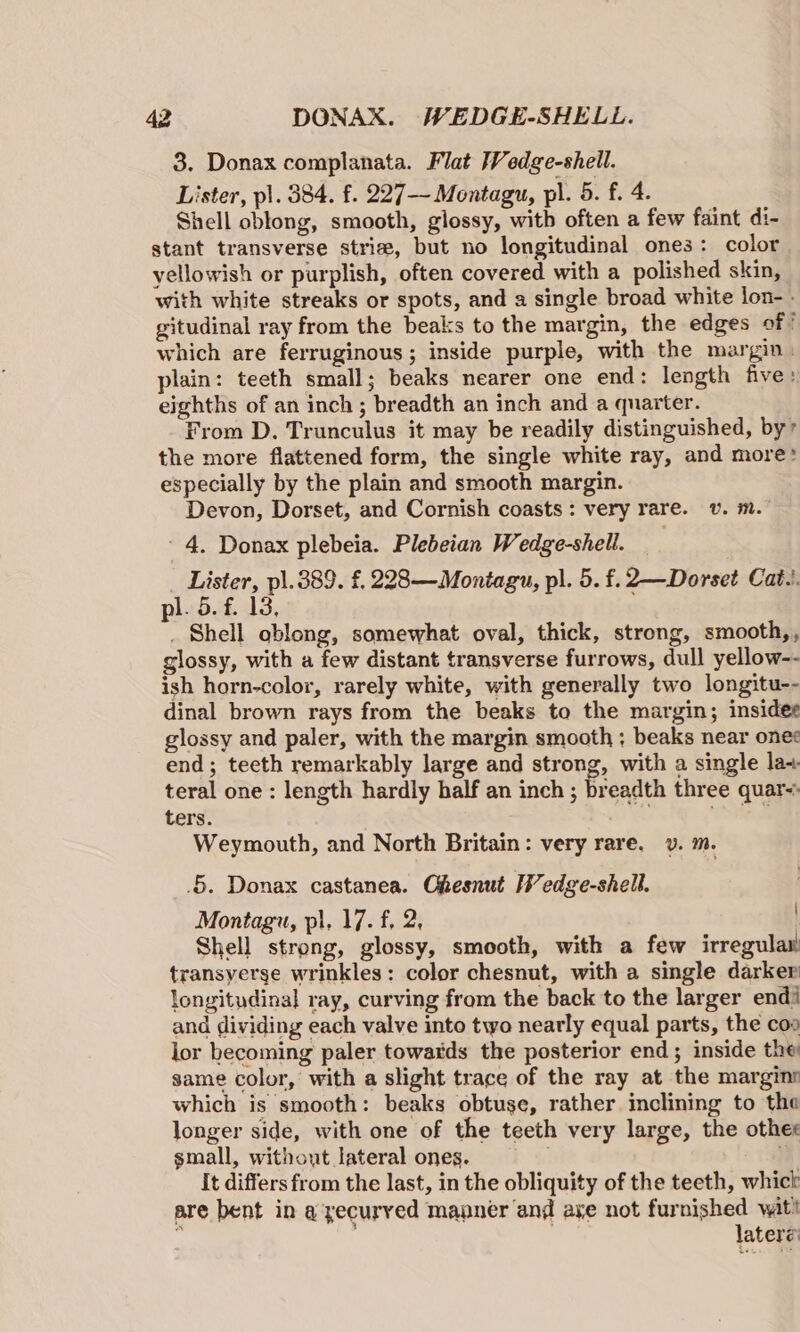 3. Donax complanata. Flat Wedge-shell. Lister, pl. 384. f. 227-- Montagu, pl. 5. f. 4. Shell oblong, smooth, glossy, with often a few faint di- stant transverse strie, but no longitudinal ones: color yellowish or purplish, often covered with a polished skin, with white streaks or spots, and a single broad white lon- . gitudinal ray from the beaks to the margin, the edges of’ which are ferruginous; inside purple, with the margin | plain: teeth small; beaks nearer one end: length five » eighths of an inch; breadth an inch and a quarter. From D. Trunculus it may be readily distinguished, by’ the more flattened form, the single white ray, and more: especially by the plain and smooth margin. Devon, Dorset, and Cornish coasts: very rare. v. m. - 4. Donax plebeia. Plebeian Wedge-shell. Lister, pl.389. £,228—Montagu, pl. 5. f.2—Dorset Cat. pl. 5. f. 13, _ Shell oblong, somewhat oval, thick, strong, smooth,, glossy, with a few distant transverse furrows, dull yellow-- ish horn-color, rarely white, with generally two longitu-- dinal brown rays from the beaks to the margin; insidee glossy and paler, with the margin smooth ; beaks near onee end; teeth remarkably large and strong, with a single lax teral one : length hardly half an inch ; breadth three quar ters. . Sa Weymouth, and North Britain: very rare. ¥v. m. .5. Donax castanea. Chesnut Wedge-shell. : Montagu, pl, 17. f. 2, Shell strong, glossy, smooth, with a few irregulay! transyerse wrinkles: color chesnut, with a single darker longitudinal ray, curving from the back to the larger endi and dividing each valve into two nearly equal parts, the coa lor becoming paler towards the posterior end; inside the same color, with a slight trace of the ray at the margins which is smooth: beaks obtuse, rather inclining to the longer side, with one of the teeth very large, the other small, without lateral ones. It differs from the last, in the obliquity of the teeth, whick are bent in a'‘yecurved mauner and axe not furnished wit! : | lateré’