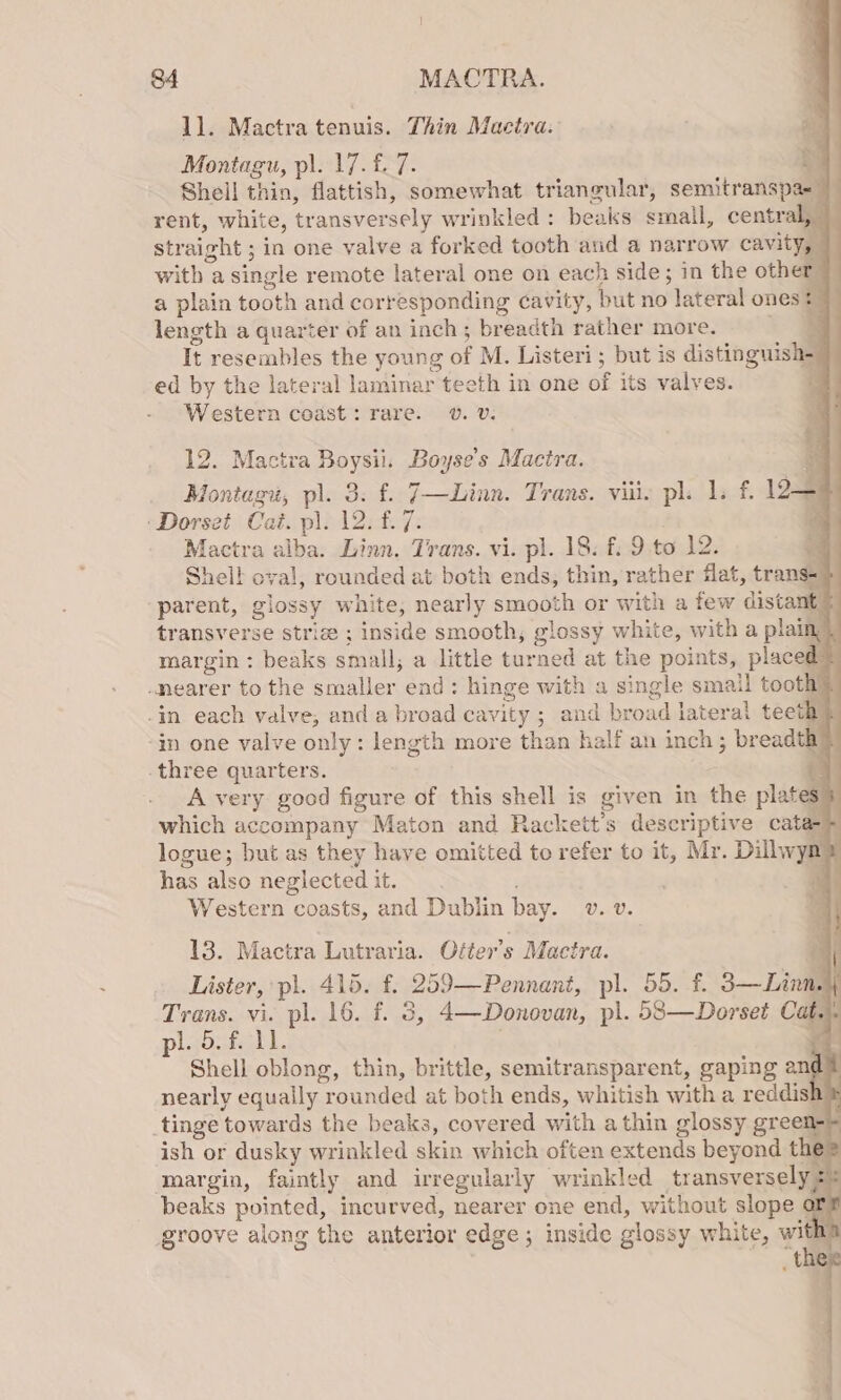 1]. Mactra tenuis. Thin Mactra. Montagu, p\. 17.£.7. 3, Shell thin, flattish, somewhat triangular, semitranspa-_ rent, white, transversely wrinkled: beaks smail, central, straight ; in one valve a forked tooth and a narrow cavity, with a single remote lateral one on each side; in the other a plain tooth and corresponding cavity, but no lateral ones? length a quarter of an inch; breadth rather more. Ny It resembles the young of M. Listeri; but is distinguish- ed by the lateral laminar teeth in one of its valves. . Western coast: rare. . VU: 12. Mactra Boysii. Boyse’s Mactra. 7 Montagu, pl. 3: f. 7—Linn. Trans. viii: pl. 1. £. 12 ‘Dorset Cat. pl. 12. £.7. A Mactra alba. Linn. Trans. vi. pl. 18. f: 9 to 12. x Shell oval, rounded at both ends, thin, rather flat, trans- parent, glossy white, nearly smooth or with a few distant © transverse striz ; inside smooth, glossy white, with a plain: margin : beaks small; a little turned at the points, placed nearer to the smaller end: hinge with a single smail tooth -in each valve, and a broad cavity ; and broad lateral teeth) -in one valve only: length more than half an inch; breadth three quarters. : A very good figure of this shell is given in the plates} which accompany Maton and Rackett’s descriptive cata logue; but as they have omitted to refer to it, Mr. Dillwym has also neglected it. i Western coasts, and Dublin bay. v. v. 13. Mactra Lutraria. Oiter’s Mactra. a Lister, pl. 415. f. 259—Pennani, pl. 55. £. 3—Linn.y Trans. vi. pl. 16. f. 3, 4—Donovan, pl. 583—Dorset Cat. . pl. 5. f. 11. . Shell oblong, thin, brittle, semitransparent, gaping an nearly equally rounded at both ends, whitish with a reddish tinge towards the beaks, covered with athin glossy green ish or dusky wrinkled skin which often extends beyond the margin, faintly and irregularly wrinkled transversely: : beaks pointed, incurved, nearer one end, without slope or f groove along the anterior edge ; inside glossy white, with: “t