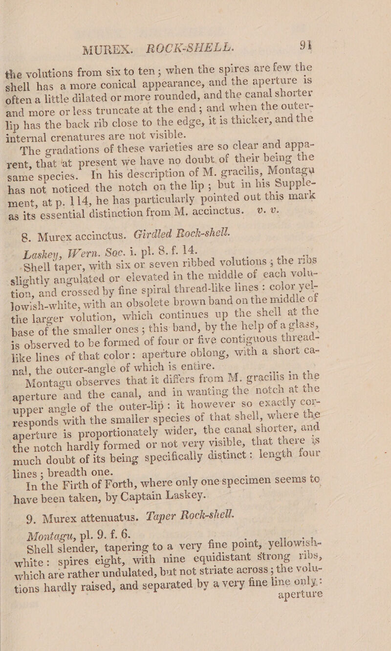 the volutions from six to ten ; when the spires are few the shell has a more conical appearance, and the aperture is often a little dilated or more rounded, and the canal shorter and more or less truncate at the end; and when the outer- lip has the back rib close to the edge, it is thicker, and the internal crenatures are not visible. The gradations of these varieties are so clear and appa- yent, that ‘at present we have no doubt. of their being the same species. In his description of M. gracilis, Montagu has not noticed the notch on the lip ; but in his Supple- ment, at p. 114, he has particularly pointed out this mark as its essential distinction from M. accinctus. v. v. 8, Murex accinctus. Girdled Rock-shell. Laskey, Wern. Soc. i. ph. 8.f. 14. Shell taper, with six or seven ribbed volutions ; the ribs slightly angulated or elevated in the middle of each volt- tion, and crossed by fine spiral thread-like lines : color yel- lowish-white, with an obsolete brown band on the middle of the larger volution, which continues up the shell at the base of the smaller ones ; this band, by the help of a glass, «5 observed to be formed of four or five contiguous thread- like lines of that color: aperture oblong, with a short ca- nal, the outer-angle of which is entire. Montagu observes that it differs from M. gracilis in the aperture and the canal, and in wanting the notch at the upper angle of the outer-lip : it however so exactly cor- responds with the smaller species of that shell, where the aperture is proportionately wider, the canal shorter, and the notch hardly formed or not very visible, that there is much doubt of its being specifically distinct : length four lines ; breadth one. In the Firth of Forth, where only one specimen seems to have been taken, by Captain Laskey. ae 9, Murex attenuatus. Taper Hock meen. Montagu, pl. 9. f. 6. | Shell slender, tapering to a very fine point, yellowish- white: spires eight, with nine equidistant strong ribs, which are rather undulated, but not striate across ; the volu- tions hardly raised, and separated by a very fine line only.: | aperture