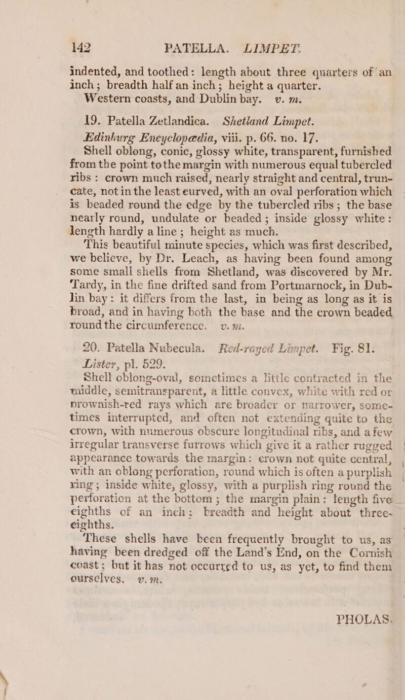 en. indented, and toothed: length about three quarters of an inch; breadth half an inch; height a quarter. Western coasts, and Dublin bay. v. m. 19. Patella Zetlandica. Shetland Limpet. Edinburg Encyclopedia, viii. p. 66. no. 17. Shell oblong, conic, glossy white, transparent, furnished from the point tothe margin with numerous equal tubercled ribs : crown much raised, nearly straight and central, trun- cate, notin the least eurved, with an oval perforation which is beaded round the edge by the tubercled ribs ; the base nearly round, undulate or beaded; inside glossy white: length hardly a line ; height as much. This beautiful minute species, which was first described, we believe, by Dr. Leach, as having been found among Some small shells from Shetland, was discovered by Mr. ‘Tardy, in the fine drifted sand from Portmarnock, in Dub- lin bay : it differs from the last, in being as long as it is broad, and in having both the base and the crown beaded round the circumference. v. m. 20. Patella Nubecula. Red-rayed Linpet. Fig. 81. Lister, pl. 529. Shell oblong-oval, sometimes a little contracted in the middle, semitransparent, a little convex, white with red or prownish-red rays which are broader or narrower, some- times interrupted, and often not extending quite to the crown, with numerous obscure longitudinal ribs, and afew irregular transverse furrows which give it a rather rugged appearance towards. the margin: crown not quite central, with an oblong perforation, round which is often a purplish ying; inside white, glossy, with a purplish ring round the perforation at the bottom ; the margin plain: length five eighths of an inch: breadth and height about three- eighths. These shells have been frequently brought to us, as having been dredged off the Land’s End, on the Cornish coast; but it has not occurred to us, as yet, to find them ourselves. v.m. PHOLAS.