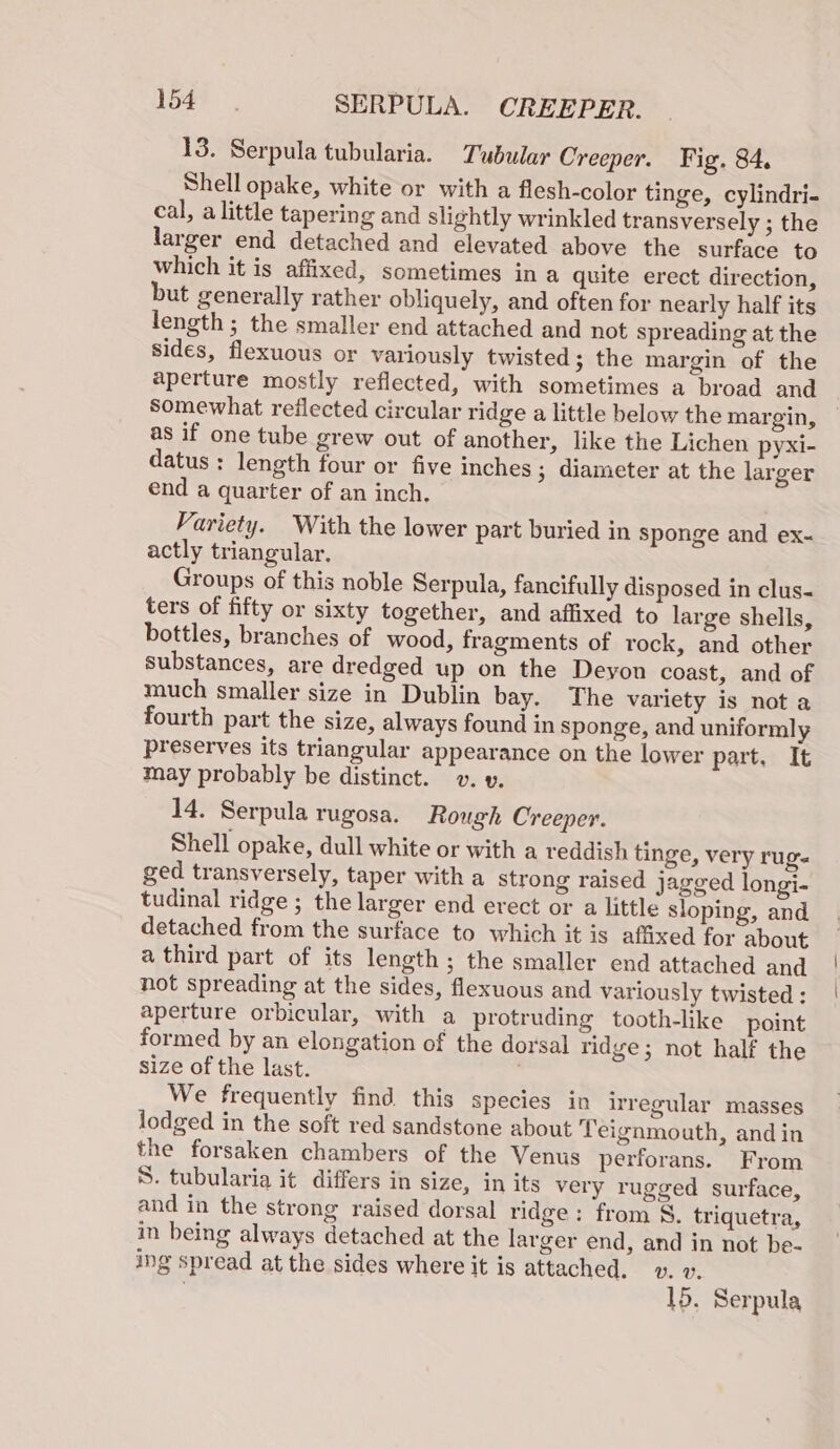 13. Serpula tubularia. Tubular Creeper. Fig. 84. Shell opake, white or with a flesh-color tinge, cylindri- cal, alittle tapering and slightly wrinkled transversely ; the larger end detached and elevated above the surface to which it is affixed, sometimes in a quite erect direction, but generally rather obliquely, and often for nearly half its length ; the smaller end attached and not spreading at the sides, flexuous or variously twisted; the margin of the aperture mostly reflected, with sometimes a broad and somewhat reflected circular ridge a little below the margin, as if one tube grew out of another, like the Lichen pyxi- datus : length four or five inches 3 diameter at the larger end a quarter of an inch, Variety. With the lower part buried in Sponge and ex- actly triangular. Groups of this noble Serpula, fancifully disposed in clus- ters of fifty or sixty together, and affixed to large shells, bottles, branches of wood, fragments of rock, and other substances, are dredged up on the Deyon coast, and of much smaller size in Dublin bay. The variety is not a fourth part the size, always found in sponge, and uniformly preserves its triangular appearance on the lower part. It may probably be distinct. v. v, 14. Serpula rugosa. Rough Creeper. Shell opake, dull white or with a reddish tinge, very rug. ged transversely, taper with a strong raised jagged longi- tudinal ridge ; the larger end erect or a little sloping, and detached from the surface to which it is affixed for about a third part of its length ; the smaller end attached and not spreading at the sides, flexuous and variously twisted : aperture orbicular, with a protruding tooth-like point formed by an elongation of the dorsal ridge; not half the size of the last. ) We frequently find. this species in irregular masses lodged in the soft red sandstone about Teignmouth, and in the forsaken chambers of the Venus perforans. From S. tubularia it differs in size, in its very rugged surface, and in the strong raised dorsal ridge: from S. triquetra, in being always detached at the larger end, and in not be- ing spread at the sides where it is attached. v. v.