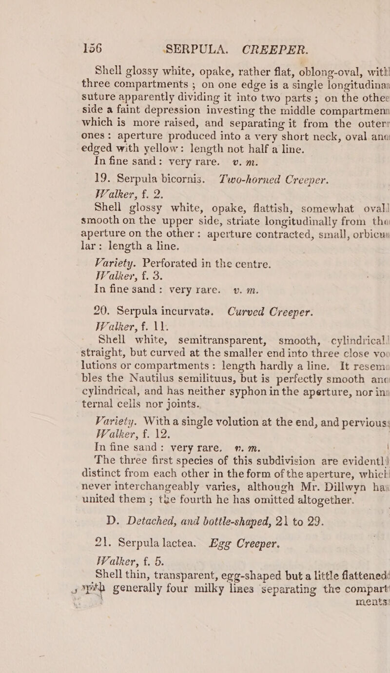 Shell glossy white, opake, rather flat, oblong-oval, with three compartments ; on one edge is a single longitudinaa suture apparently dividing it into two parts; on the othee side a faint depression investing the middle compartmenn which is more raised, and separating it from the outerr ones: aperture produced into a very short neck, oval ana’ edged with yellow: length not half a line. In fine sand: very rare. v. m. 19. Serpula bicornis. Two-horned Creeper. Walker, f. 2. Shell glossy white, opake, flattish, somewhat oval smooth on the upper side, striate longitudinally from tha aperture on the other: aperture contracted, small, orbicus lar: length a line. Variety. Perforated in the centre. Walker, f. 3. In fine sand: very rare. v. m. 20. Serpula incurvata. Curved Creeper. Walker, f. 11. Shell white, semitransparent, smooth, cylindrical! straight, but curved at the smaller end into three close voo lutions or compartments: length hardly a line. It resem: bles the Nautilus semilituus, but is perfectly smooth ane cylindrical, and has neither syphon in the aperture, nor in: ternal cells nor joints. Variety. Witha single volution at the end, and pervious: Watker, f. 12. | In fine sand: very rare. . m. The three first species of this subdivision are evidentl! distinct from each other in the form of the aperture, whict’ never interchangeably varies, although Mr. Dillwyn has united them ; the fourth he has omitted altogether. D. Detached, and bottle-shaped, 2\ to 29. 21. Serpulalactea. Ege Creeper. Walker, f. 5. Shell thin, transparent, egg-shaped but a little flattened: e pth generally four milky lizes separating the compart’ ct a ments: