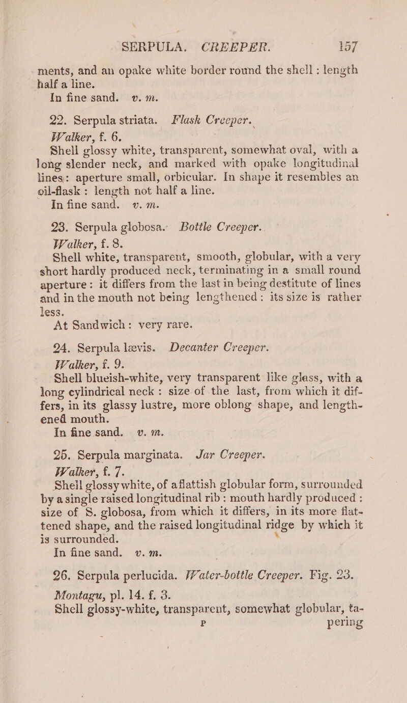 ments, and an opake white border round the shell ; length half a line. In fine sand. v. m. 22. Serpula striata. Flask Creeper. Walker, f. 6. Shell glossy white, transparent, somewhat oval, with a long slender neck, and marked with opake longitudinal lines: aperture small, orbicular. In shape it resembles an oil-flask : length not half a line. - In fine sand. v. m. 23. Serpula globosa. Bottle Creeper. Walker, f.8. Shell white, transparent, smooth, globular, with a very short hardly produced neck, terminating in a small round aperture: it differs from the last in being destitute of lines and in the mouth not being lengthened: its size is rather less. At Sandwich: very rare. 24. Serpula levis. Decanter Creeper. Walker, f. 9. Shell blueish-white, very transparent like glass, with a long cylindrical neck : size of the last, from which it dif- fers, in its glassy lustre, more oblong shape, and length- ened mouth. In fine sand. v. m. 25. Serpula marginata. Jar Creeper. Walker, f. 7. Sheil glossy white, of aflattish globular form, surrounded by asingle raised longitudinal rib : mouth hardly produced : size of S. globosa, from which it differs, in its more flat- tened shape, and the raised longitudinal ridge by which it is surrounded. he In fine sand. v.m. 26. Serpula perlucida. //ater-bottle Creeper. Fig. 23. Montagu, pl. 14. f. 3. Shell glossy-white, transparent, somewhat globular, ta- P pering