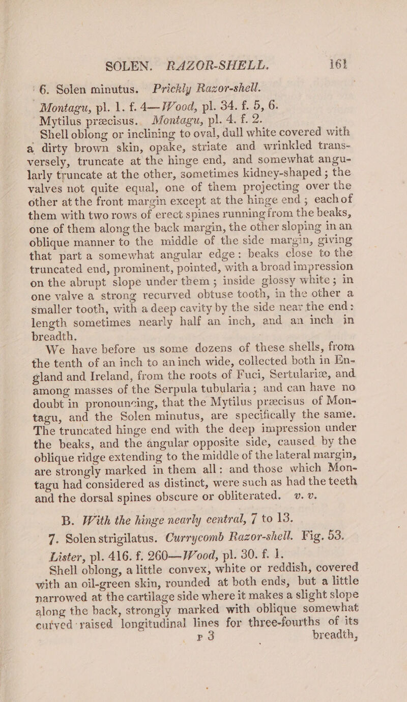 6. Solen minutus. Prickly Razor-shell. Montagu, pl. 1. f. 4— Wood, pl. 34. f. 5, 6. Mytilus preecisus. Montagu, pl. 4. f. 2. Shell oblong or inclining to oval, dull white covered with a dirty brown skin, opake, striate and wrinkled trans- versely, truncate at the hinge end, and somewhat angu- larly truncate at the other, sometimes kidney-shaped ; the valves not quite equal, one of them projecting over the other at the front margin except at the hinge end ; eachof them with two rows of erect spines running from the beaks, one of them along the back margin, the other sloping in an oblique manner to the middle of the side margin, giving that part a somewhat angular edge: beaks close to the truncated end, prominent, pointed, with a broad impression on the abrupt slope under them ; inside glossy white ; in one valve a strong recurved obtuse tooth, in the other a smaller tooth, with a deep cavity by the side near the end: length sometimes nearly half an inch, and an inch in breadth. We have before us some dozens of these shells, from the tenth of an inch to aninch wide, collected both in En- gland and Ireland, from the roots of Fuci, Sertularie, and among masses of the Serpula tubularia; and can have no doubt in pronouncing, that the Mytilus preecisus of Mon- tagu, and the Solen minutus, are specifically the same. The truncated hinge end with the deep impression under the beaks, and the angular opposite side, caused by the oblique ridge extending to the middle of the lateral margin, are strongly marked in them all: and those which Mon- tagu had considered as distinct, were such as had the teeth and the dorsal spines obscure or obliterated. v. v. B. With the hinge nearly central, 7 to 13. 7. Solenstrigilatus. Currycomb Razor-shell. Fig. 53. Lister, pl. 416. f. 260—ood, pl. 30. f. 1. Shell oblong, a little convex, white or reddish, covered with an oil-green skin, rounded at both ends, but a little narrowed at the cartilage side where it makes a slight slope along the back, strongly marked with oblique somewhat cutved raised longitudinal lines for three-fourths of its P3 breadth,