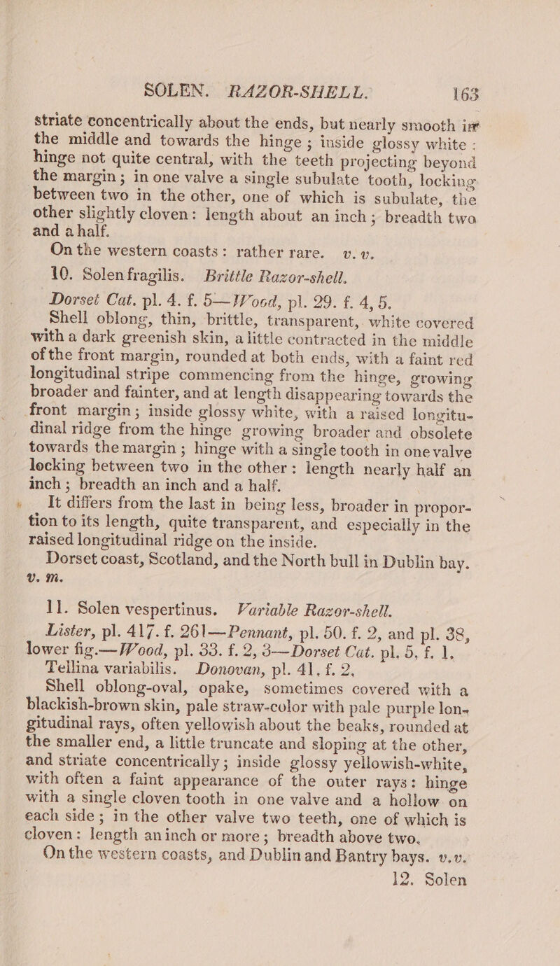 &gt; striate concentrically about the ends, but nearly smooth int the middle and towards the hinge ; inside glossy white - hinge not quite central, with the teeth projecting beyond the margin ; in one valve a single subulate tooth, locking between two in the other, one of which is subulate, the other slightly cloven: length about an inch; breadth two and a half. On the western coasts: rather rare. v. v. 10. Solen fragilis. Brittle Razor-shell. Dorset Cat. pl. 4. f. 5—Woed, pl. 29. £. 4, 5. Shell oblong, thin, brittle, transparent,. white covered with a dark greenish skin, alittle contracted in the middle of the front margin, rounded at both ends, with a faint red longitudinal stripe commencing from the hinge, growing broader and fainter, and at length disappearing towards the dinal ridge from the hinge growing broader and obsolete towards the margin ; hinge with a single tooth in onevalve locking between two in the other: length nearly half an inch ; breadth an inch and a half. It differs from the last in being less, broader in propor- tion to its length, quite transparent, and especially in the raised longitudinal ridge on the inside. Dorset coast, Scotland, and the North bull in Dublin bay. UV. Mm. 1}. Solen vespertinus. Variable Razor-shell. Lister, pl. 417. f. 261—Pennant, pl. 50. f. 2, and pl. 38, lower fig. —Wood, pl. 33. f. 2, 3-—Dorset Cat. pl. 5, f. 1. Tellina variabilis. Donovan, pl. 41, f. 2, Shell oblong-oval, opake, sometimes covered with a blackish-brown skin, pale straw-culor with pale purple lon- gitudinal rays, often yellowish about the beaks, rounded at the smaller end, a little truncate and sloping at the other, and striate concentrically ; inside glossy yellowish-white, with often a faint appearance of the outer rays: hinge with a single cloven tooth in one valve and a hollow on each side; in the other valve two teeth, one of which is cloven: length aninch or more; breadth above two, On the western coasts, and Dublin and Bantry bays. v.v.