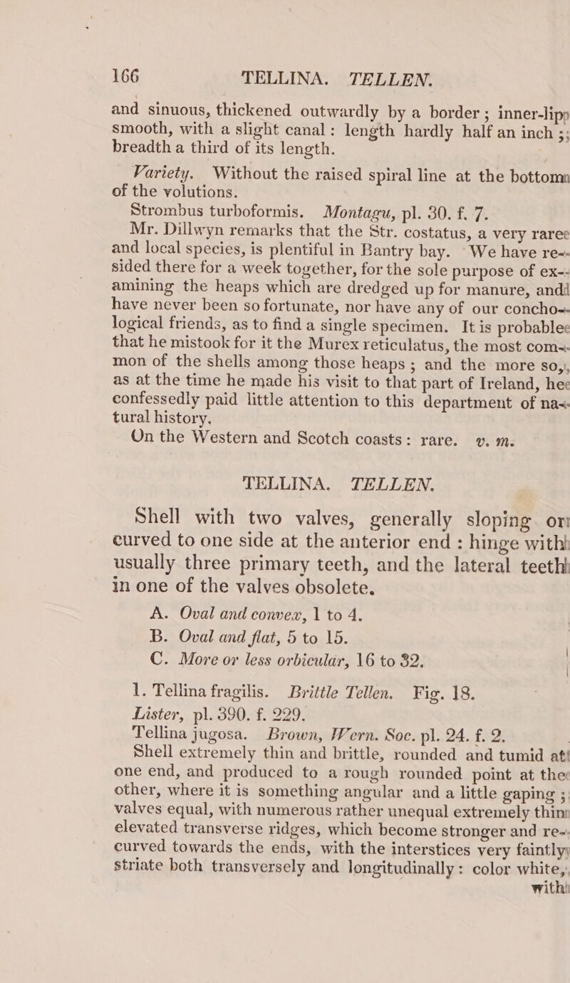 and sinuous, thickened outwardly by a border ; inner-lipp smooth, with a slight canal: length hardly half an inch ;; breadth a third of its length. Variety. Without the raised spiral line at the bottomn of the volutions. Strombus turboformis. Montagu, pl. 30. f. 7. Mr. Dillwyn remarks that the Str. costatus, a very raree and local species, is plentiful in Bantry bay. We have re-- sided there for a week together, for the sole purpose of ex-- amining the heaps which are dredged up for manure, andi have never been so fortunate, nor have any of our concho=- logical friends, as to find a single specimen. It is probablee that he mistook for it the Murex reticulatus, the most com=- mon of the shells among those heaps ; and the more soy, as at the time he made his visit to that part of Ireland, hee confessedly paid little attention to this department of na-- tural history, On the Western and Scotch coasts: rare. v. m. TELLINA. TELLEN. Shell with two valves, generally sloping om curved to one side at the anterior end : hinge witht usually three primary teeth, and the lateral teeth in one of the valves obsolete. A. Oval and convex, 1 to 4. B. Oval and flat, 5 to 15. C. More or less orbicular, 16 to 32, 1. Tellina fragilis. Brittle Tellen. Fig. 18. Lister, pl. 390. f. 229. Tellina jugosa. Brown, Wern. Soc. pl. 24. f. 2. | Shell extremely thin and brittle, rounded and tumid at! one end, and produced to a rough rounded point at the: other, where it is something angular and a little gaping 3. valves equal, with numerous rather unequal extremely thinn elevated transverse ridges, which become stronger and re~; curved towards the ends, with the interstices very faintlyy striate both transversely and longitudinally: color ee withi