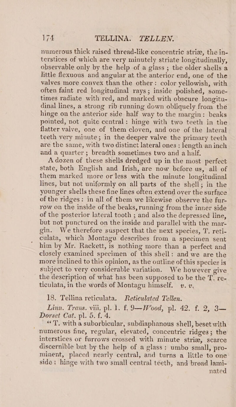 numerous thick raised thread-like concentric strie, the in- terstices of which are very minutely striate longitudinally, observable only by the help of a glass ; the older shells a little flexuous and angular at the anterior end, one of the valves more convex than the other: color yellowish, with often faint red longitudinal rays; inside polished, some- times radiate with red, and marked with obscure longitu- dinal lines, a strong rib running down obliquely from the hinge on the anterior side half way to the margin: beaks pointed, not quite central: hinge with two teeth in the flatter valve, one of them cloven, and one of the lateral teeth very minute; in the deeper valve the primary teeth are the same, with two distinct lateral ones ; length an inch and a quarter ; breadth sometimes two and a half. A dozen of these shells dredged up in the most perfect state, both English and Irish, are now before us, all of them marked more or less with the minute longitudinal lines, but not uniformly on all parts of the shell ; in the younger shells these fine lines often extend over the surface of the ridges: in all of them we likewise observe the fur- row on the inside of the beaks, running from the inner side of the posterior lateral tooth ; and also the depressed line, but not punctured on the inside and parallel with the mar- gin. We therefore suspect that the next species, T. reti- culata, which Montagu describes from a specimen sent him by Mr. Rackett, is nothing more than a perfect and closely examined specimen of this shell: and we are the more inclined to this opinion, as the outline of this species is subject to very considerable variation. We however give the description of what has been supposed to be the T. re- ticulata, in the words of Montagu himself. v. v. 18. Tellina reticulata. Reticulated Tellen. Linn. Trans. viii, pl. 1. f, 9—Wood, pl. 42. f. 2, 3— Dorset Cat. pl. 5. f. 4. “'T, with a suborbicular, subdiaphanous shell, beset with numerous fine, regular, elevated, concentric ridges ; the interstices or furrows crossed with minute striz, scarce discernible but by the help of a glass: umbo small, pro- minent, placed nearly central, and turns a little to one side i hinge with two small central teeth, and bread lami- nated