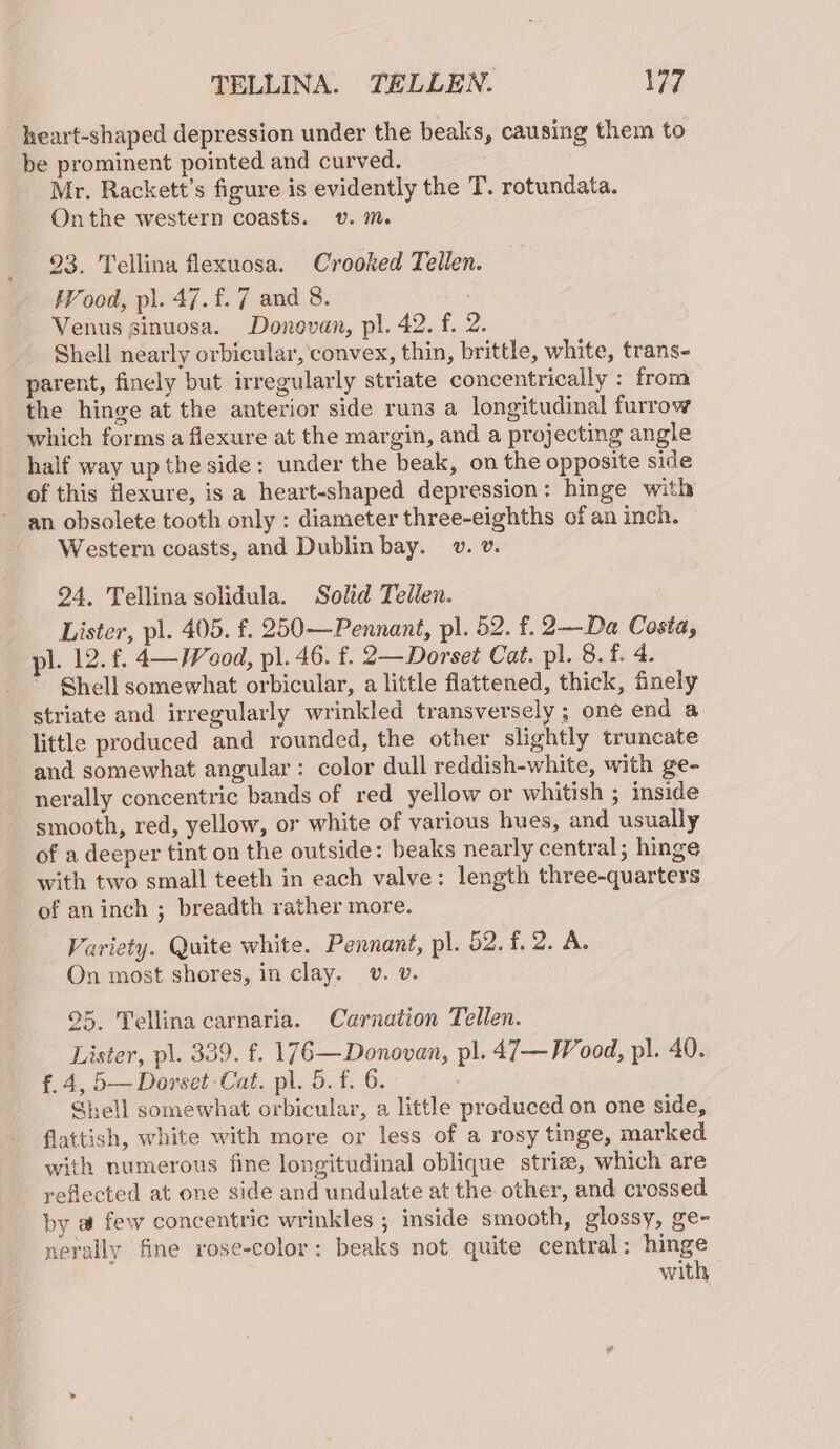 _ heart-shaped depression under the beaks, causing them to be prominent pointed and curved. Mr. Rackett’s figure is evidently the T. rotundata. Onthe western coasts. v. m. 23. Tellina flexuosa. Crooked Tellen. !Vood, pi. 47.f.7 and 8. Venus sinuosa. Donovan, pl. 42. f. 2. Shell nearly orbicular, convex, thin, brittle, white, trans- parent, finely but irregularly striate concentrically : from the hinge at the anterior side runs a longitudinal furrow which forms a flexure at the margin, and a projecting angle half way up the side: under the beak, on the opposite side of this flexure, is a heart-shaped depression: hinge with an obsolete tooth only : diameter three-eighths of an inch. Western coasts, and Dublin bay. v. v. 94. Tellina solidula. Solid Tellen. Lister, pl. 405. f. 250—Pennant, pl. 52. f. 2—-Da Costa, pl. 12.£. 4—Weod, pl. 46. f. 2—Dorset Cat. pl. 8. f. 4. Shell somewhat orbicular, a little flattened, thick, finely striate and irregularly wrinkled transversely ; one end a little produced and rounded, the other slightly truncate and somewhat angular: color dull reddish-white, with ge- nerally concentric bands of red yellow or whitish ; inside smooth, red, yellow, or white of various hues, and usually of a deeper tint on the outside: beaks nearly central; hinge with two small teeth in each valve: length three-quarters of aninch ; breadth rather more. Variety. Quite white. Pennant, pl. 52. f.2. A. On most shores, in clay. v. v. 25. Tellina carnaria. Carnation Tellen. Lister, pl. 339. f. 176—Donovan, pl. 47— Wood, pl. 40. f.4, 5— Dorset Cat. pl. 5. f. 6. Shell somewhat orbicular, a little produced on one side, flattish, white with more or less of a rosy tinge, marked with numerous fine longitudinal oblique striz, which are reflected at one side and undulate at the other, and crossed by @ few concentric wrinkles , inside smooth, glossy, ge- nerally fine rose-color: beaks not quite central: hinge with