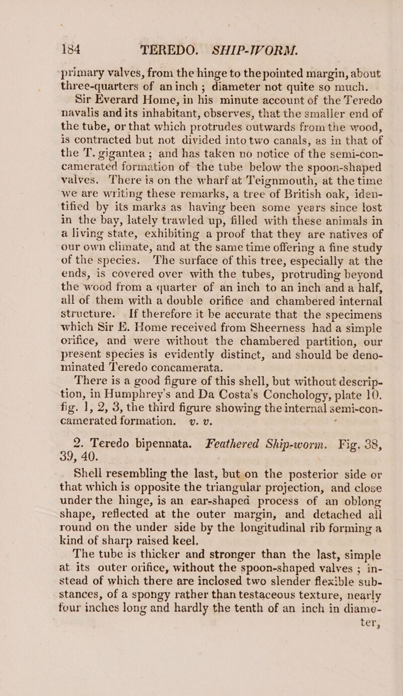 primary valves, from the hinge to the pointed margin, about three-quarters of aninch ; diameter not quite so much. Sir Everard Home, in his minute account of the Teredo navalis and its inhabitant, cbserves, that the smaller end of the tube, or that which protrudes outwards from the wood, is contracted but not divided into two canals, as in that of the T. gigantea ; and has taken no notice of the semi-con- camerated formation of the tube below the spoon-shaped valves. There is on the wharf at Teignmouth, at the time we are writing these remarks, a tree of British oak, iden- tified by its marks as having been some years since lost in the bay, lately trawled up, filled with these animals in a living state, exhibiting a proof that they are natives of our own climate, and at the same time offering a fine study of the species. The surface of this tree, especially at the ends, is covered over with the tubes, protruding beyond the wood from a quarter of an inch to an inch and a half, all of them with a double orifice and chambered internal structure. | If therefore it be accurate that the specimens which Sir E. Home received from Sheerness had a simple orifice, and were without the chambered partition, our present species is evidently distinct, and should be deno- minated Teredo concamerata. There is a good figure of this shell, but without descrip- tion, in Humphrey's and Da Costa's Conchology, plate 10. fig. 1, 2, 3, the third figure showing the internal semi-con- camerated formation, v. v. : 2. Teredo bipennata. Feathered Ship-worm. Fig. 38, 39, 40. Shell resembling the last, but on the posterior side or that which is opposite the triangular projection, and close under the hinge, is an ear-shaped process of an oblong shape, reflected at the outer margin, and detached ali round on the under side by the longitudinal rib forming a kind of sharp raised keel, The tube is thicker and stronger than the last, simple at its outer orifice, without the spoon-shaped valves ; in- stead of which there are inclosed two slender flexible sub- stances, of a spongy rather than testaceous texture, nearly four inches long and hardly the tenth of an inch in diame- ter;