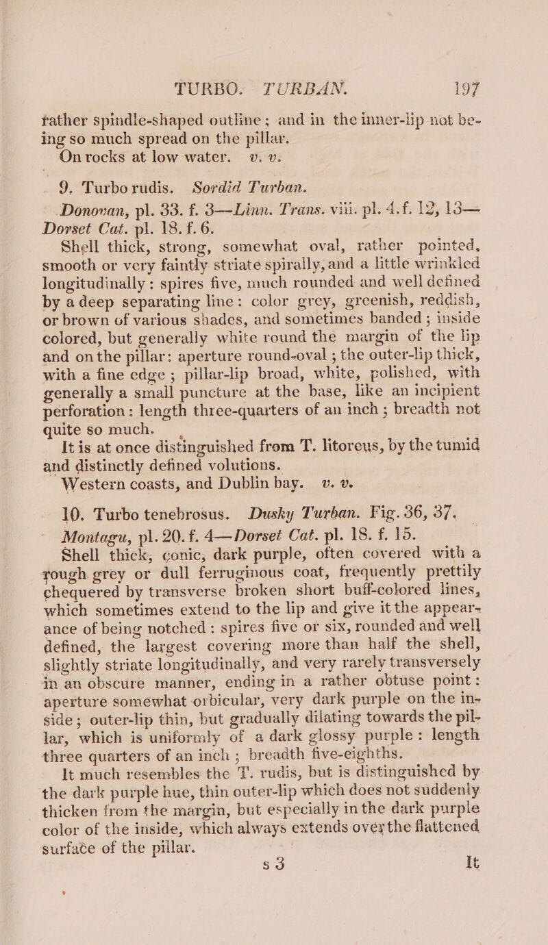 rather spindle-shaped outline ; and in the inner-lip not be- ing so much spread on the pillar. On rocks at low water. v. v. | 9, Turborudis. Sordid Turban. Donovan, pl. 33. £. 3—Linn. Trans. viii. pl. 4.f. 12, 1l3— Dorset Cat. pl. 18. f. 6. Shell thick, strong, somewhat oval, rather pointed, smooth or very faintly striate spirally, and a little wrinkled longitudinally : spires five, much rounded and well defined by adeep separating line: color grey, greenish, reddish, or brown of various shades, and sometimes banded ; inside colored, but generally white round the margin of the bp and on the pillar: aperture round-oval ; the outer-lip thick, with a fine edge ; pillar-lip broad, white, polished, with generally a small puncture at the base, like an incipient perforation : length three-quarters of an inch ; breadth not quite so much. It is at once distinguished from T. litoreys, by the tumid and distinctly defined volutions. Western coasts, and Dublin bay. v. v. 10. Turbo tenebrosus. Dusky Turban. Fig. 36, 37. Montagu, pl. 20. f. 4— Dorset Cat. pl. 18. f. 1. Shell thick, conic, dark purple, often covered with a rough grey or dull ferruginous coat, frequently prettily chequered by transverse broken short buff-colored lines, which sometimes extend to the lip and give it the appear~ ance of being notched : spires five or six, rounded and well defined, the largest covering more than half the shell, slightly striate longitudinally, and very rarely transversely in an obscure manner, ending in a rather obtuse point: aperture somewhat orbicular, very dark purple on the in- side; outer-lip thin, but gradually dilating towards the pil- lar, which is uniformly of a dark glossy purple: length three quarters of an inch ; breadth five-eighths. It much resembles the 1. rudis, but is distinguished by the dark purple hue, thin outer-lip which does not suddenly thicken from the margin, but especially in the dark purple color of the inside, which always extends overthe flattened surface of the pillar. | s3 It