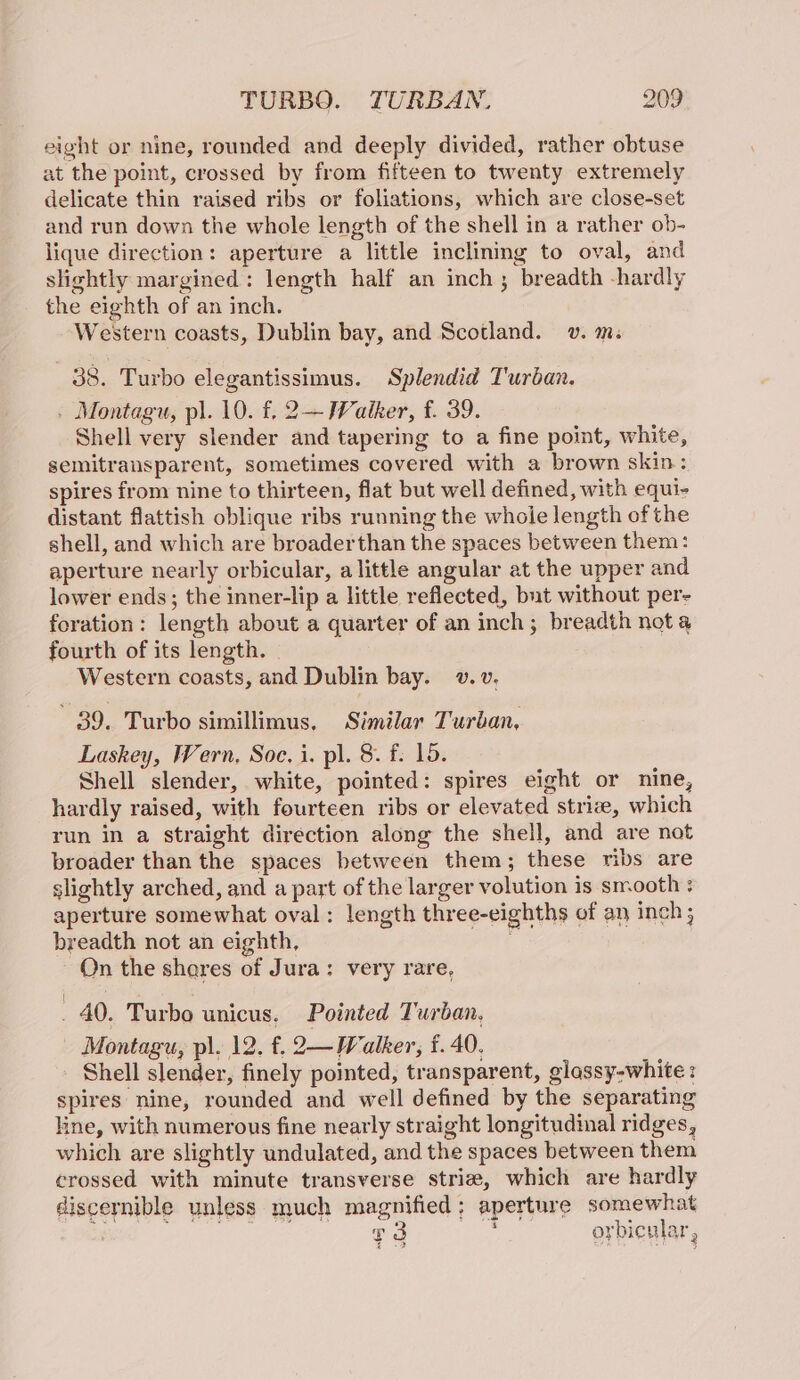 eight or nine, rounded and deeply divided, rather obtuse at the point, crossed by from fifteen to twenty extremely delicate thin raised ribs or foliations, which are close-set and run down the whole length of the shell in a rather ob- lique direction: aperture a little inclining to oval, and slightly margined: length half an inch; breadth -hardly the eighth of an inch. Western coasts, Dublin bay, and Scotland. v. m: 38. Turbo elegantissimus. Splendid Turban. . Montagu, pl. 10. f. 2+ Waiker, f. 39. Shell very slender and tapering to a fine point, white, semitransparent, sometimes covered with a brown skin: spires from nine to thirteen, flat but well defined, with equi- distant flattish oblique ribs running the whole length of the shell, and which are broaderthan the spaces between them: aperture nearly orbicular, a little angular at the upper and lower ends; the inner-lip a little reflected, but without per- foration: length about a quarter of an inch; breadth nota fourth of its length. Western coasts, and Dublin bay. v. v, 89. Turbo simillimus, Similar Turban, Laskey, Wern, Soc. i. pl. 8. f. 15. Shell slender, white, pointed: spires eight or nine, hardly raised, with fourteen ribs or elevated striz, which run in a straight direction along the shell, and are not broader than the spaces between them; these ribs are slightly arched, and a part of the larger volution is smooth : aperture somewhat oval: length three-eighths of an inch; breadth not an eighth, On the shares of Jura: very rare, . 40. Turbo unicus. Pointed Turban, Montagu, pl. 12. £. 2—Walker, f. 40. Shell slender, finely pointed, transparent, glassy-white : spires nine, rounded and well defined by the separating line, with numerous fine nearly straight longitudinal ridges, which are slightly undulated, and the spaces between them crossed with minute transverse strie, which are hardly discernible unless much magnified; aperture somewhat oi se ae ari g3 oybicular,