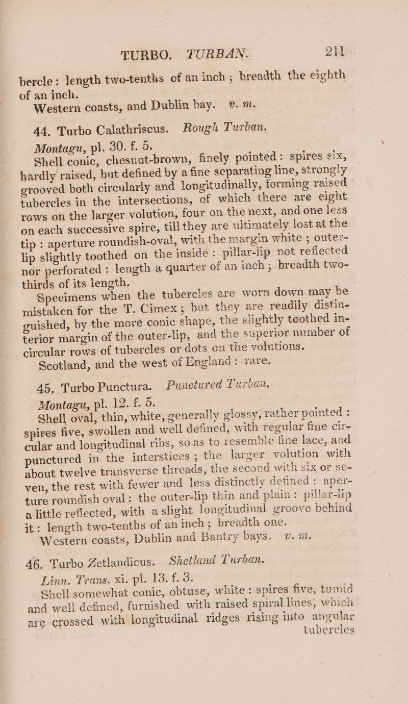 bercle: length two-tenths of an inch; breadth the eighth of an inch. Western coasts, and Dublin bay. ¥. m. 44. Turbo Calathriscus. Rough Turban. Montagu, pl. 30. f. 5. Shell conic, chesnut-brown, finely pointed: spires six, hardly raised, but defined by a fine separating line, strongly grooved both circularly and longitudinally, forming raised tubercles in the intersections, of which there are eight rows on the larger volution, four on the next, and one less on each successive spire, till they are ultimately lost at the tip : aperture roundish-oval, with the margin white ; outer- lip slightly toothed on the inside : pillar-lip not reflected nor perforated : length a quarter of an inch; breadth two- thirds of its length. Specimens when the tubercles are worn down may be mistaken for the T. Cimex ; but they are readily distin- guished, by the more conic shape, the slightly teothed in- terior margin of the outer-lip, and the superior number of circular rows of tubercles or dots on the volutions. Scotland, and the west of England: rare. 45. Turbo Punctura. Punetured Turban. Montagu, pl. 12. f. 5. Shell oval, thin, white, generally glossy, rather pointed : spires five, swollen and well defined, with regular fine cir- cular and longitudinal ribs, so as to resemble fine lace, and unctured in the interstices ; the larger volution with about twelve transverse threads, the second with six or se- ven, the rest with fewer and less distinctly defined : aper- ture roundish oval: the outer-lip thin and plain: pillar-lip a little reflected, with a slight longitudinal groove behind it: length two-tenths of aninch; breadth one. Western coasts, Dublin and Bantry bays. v. m. 46. Turbo Zetlandicus. Shetland Turban. Linn. Trans. xi. pl. 13. f. 3. Shell somewhat conic, obtuse, white : spires five, tumid and well defined, furnished with raised spiral lmes, which are crossed with longitudinal ridges rising into angular tubercles