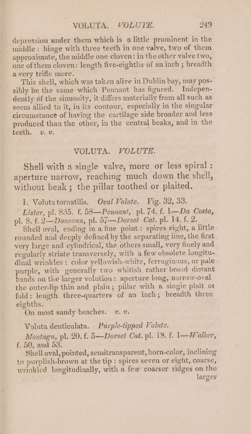 depression under them which is alittle prominent in the widdle: hinge with three teeth in one valve, two of them approximate, the middle one cloven: in the other valve two, one of them cloven: length five-eighths of an inch ; breadth avery trifle more. This shell, which was taken alive in Dublin bay, may pos- sibly be the same which Pennant has figured. Indepen- dently of the sinuosity, it differs materially from all such as seem allied to it, in its contour, especially in the singular circumstance of having the cartilage side broader and less produced than the other, in the central beaks, and in the teeth. v. v. : VOLUTA. VOLUTE. Shell with a single valve, more or less spiral : aperture narrow, reaching much down the shell, without beak ; the pillar toothed or plaited. I. Volutatornatilis. Oval Volute. Fig. 32, 33. Lister, p). 835. f. 58—Pennant, . pl. 74. f. \—Da Costa, vl. 8. f. 2—Donovan, pl. 57—Dorset Cat. pl. 14.6.2. Shell oval, ending in a fine point: spires eight, a little rounded and deeply defined by the separating line, the first very large and cylindrical, the others small, very finely and régularly striate transversely, with a few obsolete longitu. , dinal wrinkles : color yellowish-white, ferruginous, or pale » purple, with generally two whitish rather broad distant bands on the larger velution: aperture long, narrow-oval the outer-lip thin and plain; pillar with a single plait o1 fold: length three-quarters of an inch; breadth three eighths. On most sandy beaches. v. v. Voluta denticulata. Purple-tipped Volute. Montagu, pl. 20. f. 5—Dorset Cat. pl. 18. f. l---Walker, f. 50, and 53. Shell oval, pointed, semitransparent, horn-color, inclining to purplish-brown at the tip : spires seven or eight, coarse, wrinkled longitudinally, with a few coarser ridges on the larger