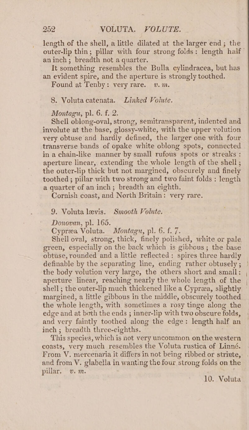 length of the shell, a little dilated at the lar ger end; the outer-lip thin ; pillar with four strong folds : length half aninch; breadth not a quarter. It something resembles the Bulla cylindracea, but has an evident spire, and the aperture is strongly toothed. Found at Tenby: very rare. v. m. 8. Voluta catenata. Linked Voilute. Montagu, pl. 6. f. 2. Shell oblong-oval, strong, semitransparent, indented and involute at the base, glossy-white, with the upper volution very obtuse and hardly defined, the lar ger one with four transverse bands of opake white oblong spots, connected in a chain-like manner by small rufous spots or streaks : aperture linear, extending the whole length of the shell ; the outer-lip thick but not margined, obscurely and finely toothed ; pillar with two strong and two faint folds ; length a quarter of an inch; breadth an eighth. Cornish coast, and North Britain: very rare. 9. Voluta levis. Smooth Volute. Donovan, pl. 165. Cypreea Voluta. Montagu, pl. 6. f. 7. Shell oval, strong, thick, finely polished, white or pale green, especially on the back which is gibhous ; the base obtuse, rounded and a little reflected: spires three hardly definable by the separating line, ending rather obtusely; ° the body volution very large, the others short and small: aperture linear, reaching nearly the whole length of the shell ; the outer-lip much thickened like a Cyprza, slightly margined, a little gibbous in the middle, obscurely toothed the whole length, with sometimes a rosy tinge along the edge and at both the ends ; inner-lip with two obscure folds, and very faintly toothed along the edge: length half an inch ; breadth three-eighths. This species, which is not very uncommon on the western coasts, very much resembles the Voluta rustica of Linné. From V. mercenaria it differs in not being ribbed or strivte,. and from V. glabella in wanting the four strong folds on the pillar. v. m.