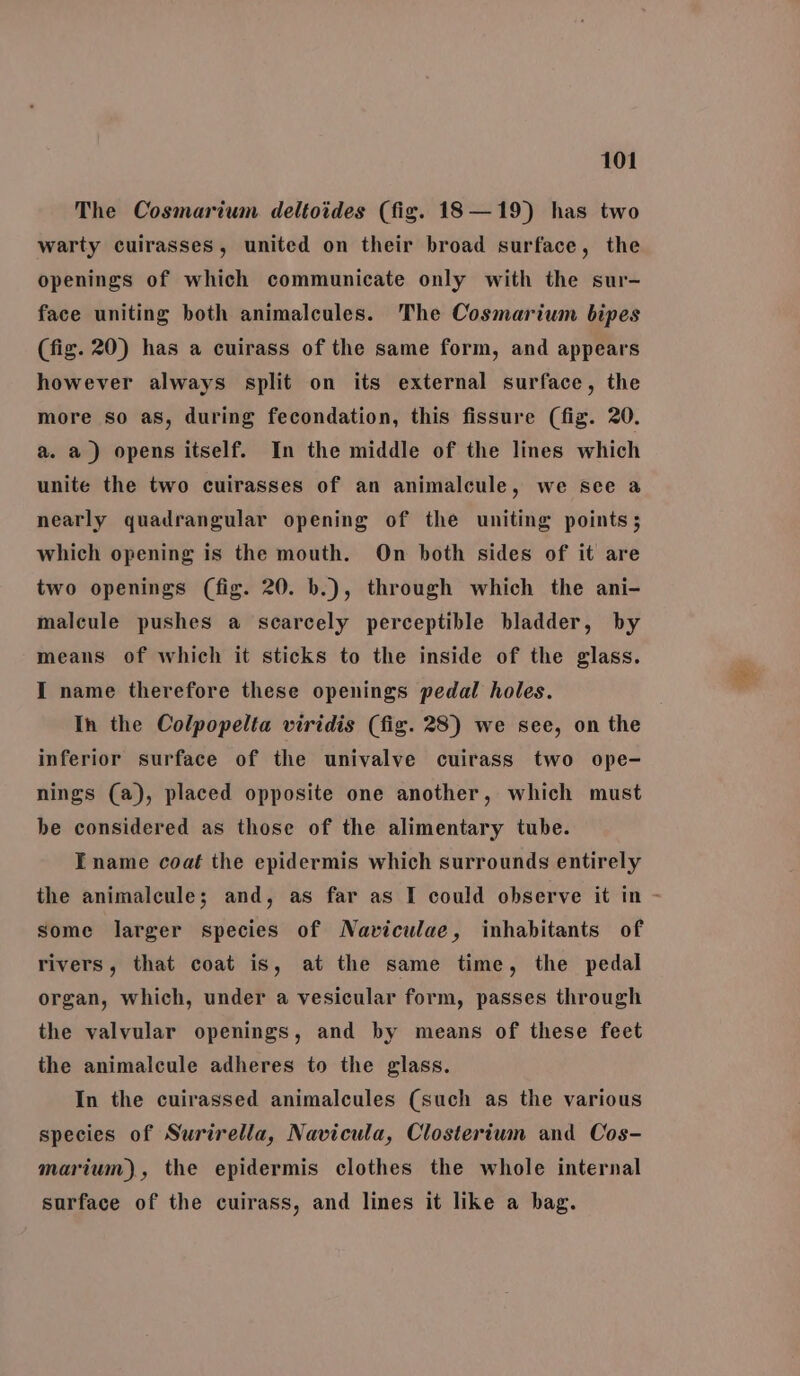 The Cosmarium deltoides (fig. 18—19) has two warty cuirasses, united on their broad surface, the openings of which communicate only with the sur- face uniting both animalcules. The Cosmarium bipes (fig. 20) has a cuirass of the same form, and appears however always split on its external surface, the more so as, during fecondation, this fissure (fig. 20. a. a) opens itself. In the middle of the lines which unite the two cuirasses of an animalcule, we see a nearly quadrangular opening of the uniting points; which opening is the mouth. On both sides of it are two openings (fig. 20. b.), through which the ani- malcule pushes a scarcely perceptible bladder, by means of which it sticks to the inside of the glass. I name therefore these openings pedal holes. In the Colpopelta viridis (fig. 28) we see, on the inferior surface of the univalve cuirass two ope- nings (a), placed opposite one another, which must be considered as those of the alimentary tube. Ename coat the epidermis which surrounds entirely some larger species of Naviculae, inhabitants of rivers, that coat is, at the same time, the pedal organ, which, under a vesicular form, passes through the valvular openings, and by means of these feet the animalcule adheres to the glass. In the cuirassed animalcules (such as the various species of Surirella, Navicula, Closterium and Cos- marium), the epidermis clothes the whole internal surface of the cuirass, and lines it like a bag.