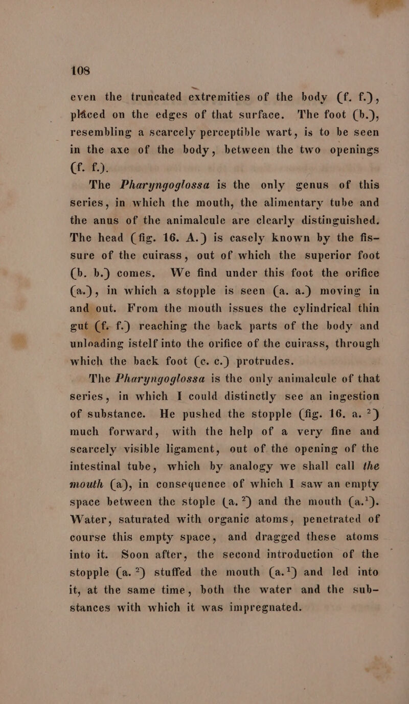 even the truncated extremities of the body (Cf. f.), placed on the edges of that surface. The foot (b.), resembling a scarcely perceptible wart, is to be seen in the axe of the body, between the two openings (f. f.). The Pharyngoglossa is the only genus of this series, in which the mouth, the alimentary tube and the anus of the animalcule are clearly distinguished. The head (fig. 16. A.) is casely known by the fis- sure of the cuirass, out of which the superior foot (b. b.) comes, We find under this foot the orifice (a.), in which a stopple is seen (a. a.) moving in and out. From the mouth issues the cylindrical thin gut (f. f.) reaching the back parts of the body and unloading istelf into the orifice of the cuirass, through which the back foot (ce. c.) protrudes. The Pharyngoglossa is the only animalcule of that series, in which I could distinctly see an ingestion of substance. He pushed the stopple (fig. 16. a. 7) much forward, with the help of a very fine and scarcely visible ligament, out of the opening of the intestinal tube, which by analogy we shall call the mouth (a), in consequence of which I saw an empty space between the stople (a.7) and the mouth (a.*). Water, saturated with organic atoms, penetrated of course this empty space, and dragged these atoms into it. Soon after, the second introduction of the stopple (a. 7) stuffed the mouth (a.*) and led into it, at the same time, both the water and the sub- stances with which it was impregnated.