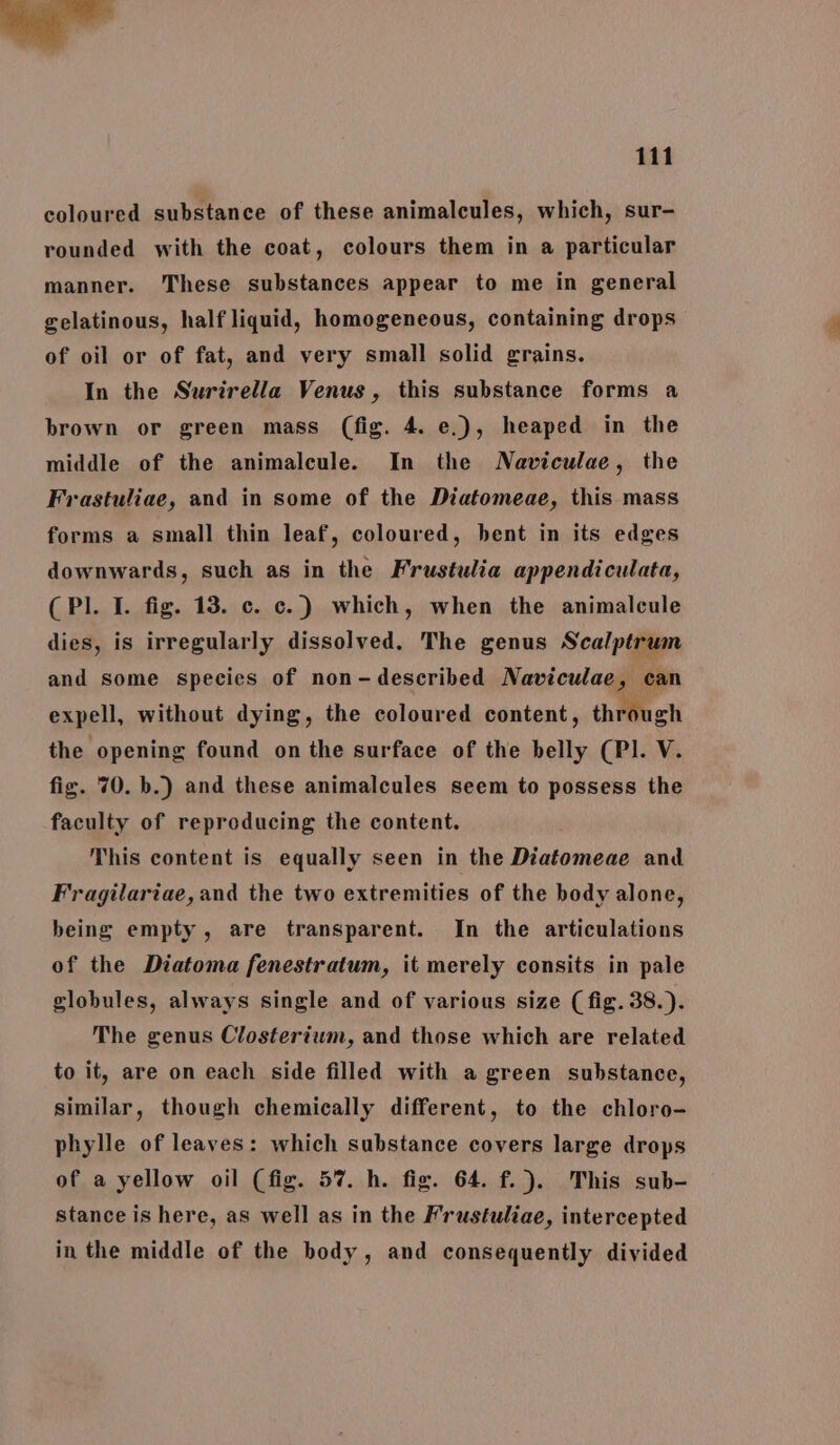 = 111 coloured substance of these animalcules, which, sur- rounded with the coat, colours them in a particular manner. These substances appear to me in general gelatinous, half liquid, homogeneous, containing drops of oil or of fat, and very small solid grains. In the Surirella Venus, this substance forms a brown or green mass (fig. 4. e.), heaped in the middle of the animalcule. In the Naviculae, the Frastuliae, and in some of the Diatomeae, this mass forms a small thin leaf, coloured, bent in its edges downwards, such as in the Frustulia appendiculata, (Pl. I. fig. 13. c. c.) which, when the animalcule dies, is irregularly dissolved. The genus Scalptrum and some species of non-described Naviculae, can expel, without dying, the coloured content, through the opening found on the surface of the belly (Pl. V fig. 70. b.) and these animalcules seem to possess the faculty of reproducing the content. This content is equally seen in the Diatomeae and Fragilariae,and the two extremities of the body alone, being empty, are transparent. In the articulations of the Diatoma fenestratum, it merely consits in pale globules, always single and of various size (fig. 38.). The genus Clostertum, and those which are related to it, are on each side filled with a green substance, similar, though chemically different, to the chloro- phylle of leaves: which substance covers large drops of a yellow oil (fig. 57. h. fig. 64. f.). This sub- stance is here, as well as in the Frustuliae, intercepted in the middle of the body, and consequently divided