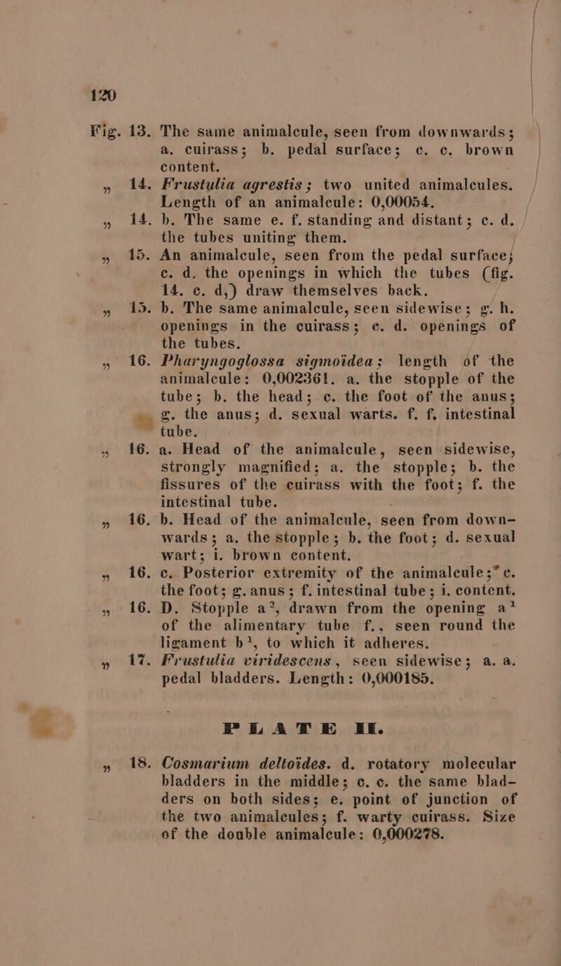 oy] v2) Mt 16. 16, 16. 16. 17. 18. a. cuirass; b. pedal surface; c. c. brown content. Length of an animalcule: 0,00054, the tubes uniting them. c. d. the openings in which the tubes (fig. 14. c. d,) draw themselves back. openings in the cuirass; ec. d. openings of the tubes. animalcule: 0,002361. a. the stopple of the tube; b. the head; c. the foot of the anus; g. the anus; d. sexual warts. f. f. intestinal tube. a. Head of the animalcule, seen sidewise, strongly magnified; a. the stopple; b. the fissures of the cuirass with the foot; f. the intestinal tube. b. Head of the animalecule, seen from down- wards; a. the stopple; b. the foot; d. sexual wart; i. brown content. c. Posterior extremity of the animalcule;” c. the foot; g. anus; f. intestinal tube; i. content. D. Stopple a’, drawn from the opening a* of the alimentary tube f., seen round the ligament b?, to which it adheres. Frustulia viridescens , seen sidewise; a. a. pedal bladders. Length: 0,000185. PLATE If. Cosmarium deltoides. d. rotatory molecular bladders in the middle; c. c. the same blad- ders on both sides; e. point of junction of the two animalcules; f. warty cuirass. Size of the double animalcule: 0,000278.