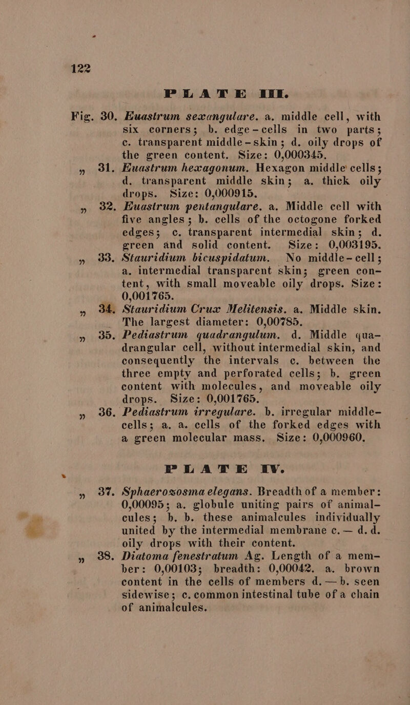 PLATE XE. six corners; b. edge-cells in two parts; c. transparent middle-skin; d. oily drops of the green content. Size: 0,000345. Euastrum hexagonum. Hexagon middle cells; d, transparent middle skin; a. thick oily drops. Size: 0,000915. Euastrum pentangulare. a. Middle cell with five angles; b. cells of the octogone forked edges; c. transparent intermedial skin; d. green and solid content. Size: 0,003195. Stauridium bicuspidatum. No middle-cell; a. intermedial transparent skin; green con- tent, with small moveable oily drops. Size: 0,001765. Stauridium Crux Melitensis. a. Middle skin. The largest diameter: 0,00785. Pediastrum quadrangulum. d. Middle qua- drangular cell, without intermedial skin, and consequently the intervals c. between the three empty and perforated cells; b. green content with molecules, and moveable oily drops. Size: 0,001765. Pediastrum irregulare. b. irregular middle- cells; a. a. cells of the forked edges with a green molecular mass. Size: 0,000960. PLATE IV. Sphaerozosma elegans. Breadth of a member: 0,00095; a. globule uniting pairs of animal- cules; b. b. these animalcules individually united by the intermedial membrane c. — d.d. oily drops with their content. Diatoma fenestratum Ag. Length of a mem- ber: 0,00103; breadth: 0,00042. a. brown content in the cells of members d.—b. seen sidewise; c. common intestinal tube of a chain of animalcules.