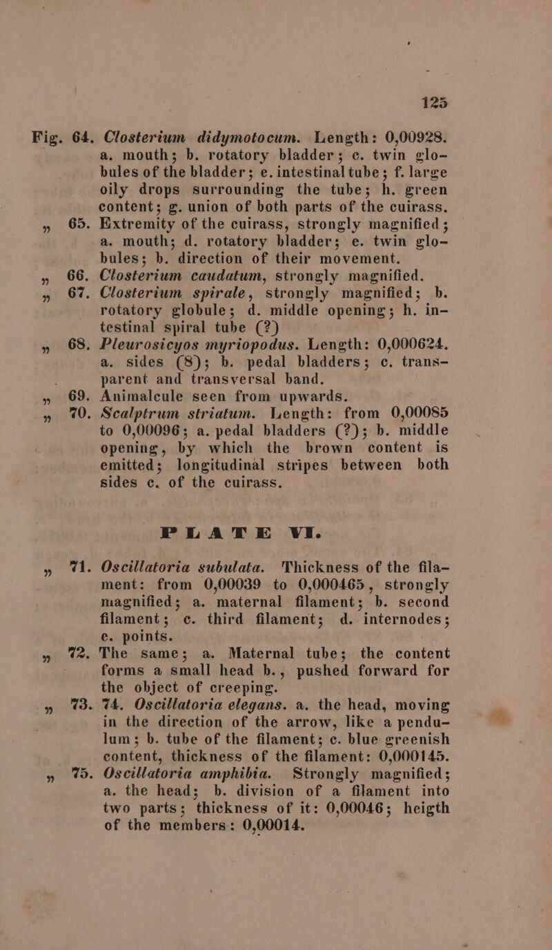 65. 66. 67. 68. 70. eis 72. 73. 125 . Closterium didymotocum. Length: 0,00928. a. mouth; b. rotatory bladder; c. twin glo- bules of the bladder; e.intestinaltube; f. large oily drops surrounding the tube; h. green content; g. union of both parts of the cuirass. Extremity of the cuirass, strongly magnified ; a. mouth; d. rotatory bladder; e. twin glo- bules; b. direction of their movement. Closterium caudatum, strongly magnified. Closterium spirale, strongly magnified; b. rotatory globule; d. middle opening; h. in- testinal spiral tube (?) Pleurosicyos myriopodus. Length: 0,000624. a. sides (8); b. pedal bladders; c. trans- parent and transversal band. Animalcule seen from upwards. Scalptrum striatum. Length: from 0,00085 to 0,00096; a. pedal bladders (?); b. middle opening, by which the brown content is emitted; longitudinal stripes between both sides c. of the cuirass. PLATE VI. Oscillatoria subulata. Thickness of the fila- ment: from 0,00039 to 0,000465, strongly magnified; a. maternal filament; b. second filament; c. third filament; d. internodes; e. points. The same; a. Maternal tube; the content forms a Small head b., pushed forward for the object of creeping. 74. Oscillatoria elegans. a. the head, moving in the direction of the arrow, like a pendu- lum; b. tube of the filament; c. blue greenish content, thickness of the filament: 0,000145. Oscillatoria amphibia. Strongly magnified; a. the head; b. division of a filament into two parts; thickness of it: 0,00046; heigth of the members: 0,00014.