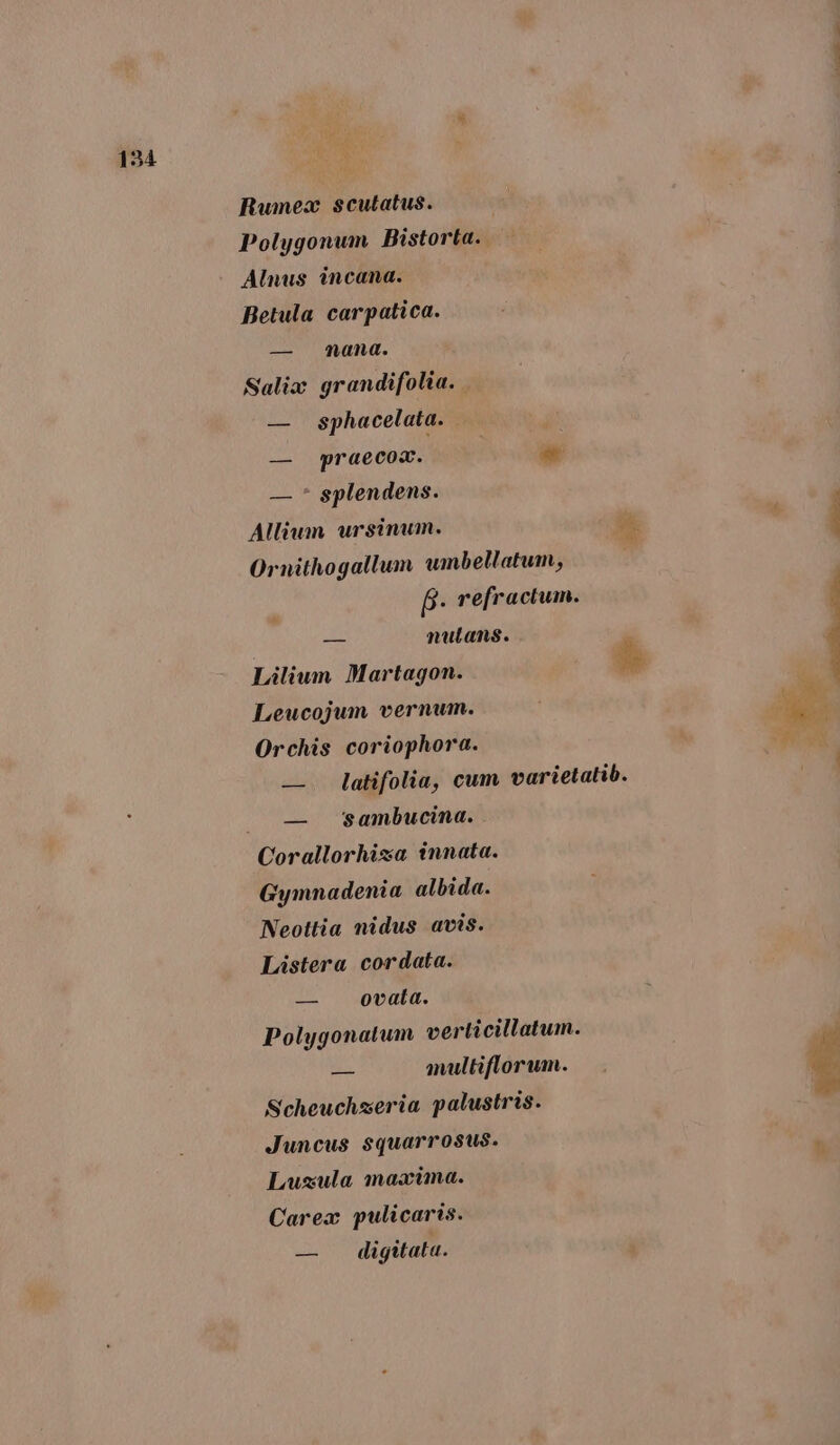 Rumex scutatus. Polygonum Bistorta. Alnus incana. Betula carpatica. — nana. Salix grandifolia. — — sphacelata. — praecox. — — * splendens. Allium ursinumn. Ornithogallum umbellatum, p- refractum. — nutans. Leucojum vernum. Orchis coriophora. — latifolia, cum varietatib. — sambucina. Gymnadenia albida. Neottia nidus avts. Listera cordata. — ovata. Polygonatum verticillatum. — multiflorum. Scheuchzeria palustris. Juncus squarrosus. Lusula maxima. Carex pulicaris. — digitata.