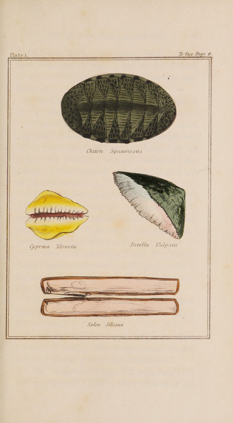 To face Lage 2 { Chiton Sgitamosus fatella Vilgata Solen Stligua eS se | a)