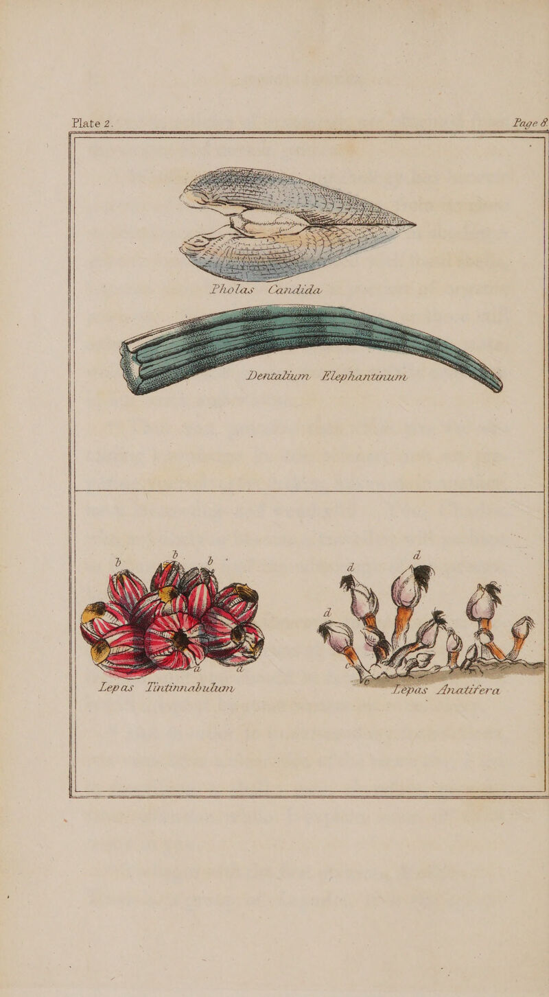 Dentalum FHlephantnunr Pholas Candida Lepas Tintinnabularn ' Lepas