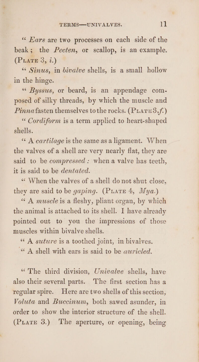 ‘“« Fars are two processes on each side of the beak; the Pecten, or scallop, is an example. (Puarte 3, i.) “ Sinus, in bivalve shells, is a small hollow in the hinge. ‘* Byssus, or beard, is an appendage com- posed of silky threads, by which the muscle and Pinnafasten themselves tothe rocks. (PLATES. f.) “ Cordiform is a term applied to heart-shaped shells. ‘“* A cartilage is the same as a ligament. When the valves of a shell are very nearly flat, they are said to be compressed: when a valve has teeth, it is said to be dentated. ‘¢ When the valves of a shell do not shut close, thev are said to be gaping. (Piate 4, Mya.) “ A muscle is a fleshy, pliant organ, by which the animal is attached to its shell. I have already pointed out to you the impressions of those muscles within bivalve shells. “‘ A suture is a toothed joint, im bivalves. “ A shell with ears is said to be wuricled. “The third division, Univalve shells, have also their several parts. The first section has a regular spire. Here are two shells of this section, Voluta and Buccinum, both sawed asunder, in order to show the interior structure of the shell. (Puate 3.) The aperture, or opening, being