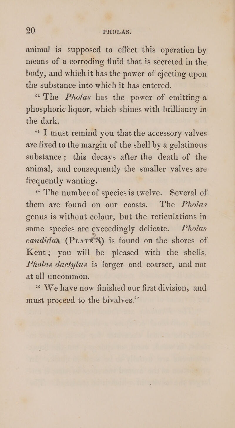 animal is supposed to effect this operation by means of a corroding fluid that is secreted in the. body, and which it has the power of ejecting upon the substance into which it has entered. ““The Pholas has the power of emitting a phosphoric liquor, which shines with brilliancy in the dark. “‘ I must remind you that the accessory valves are fixed to the margin of the shell by a gelatinous substance; this decays after the death of the animal, and consequently the smaller valves are frequently wanting. ‘“‘ The number of species is twelve. Several of them are found on our coasts. The Pholas genus is without colour, but the reticulations in some species are exceedingly delicate. Pholas candidas, (Puare 8) is found on the shores of Kent; you will be pleased with the shells. Pholas dactylus is larger and coarser, and not at all uncommon. “ We have now finished our first division, and must proceed to the bivalves.”