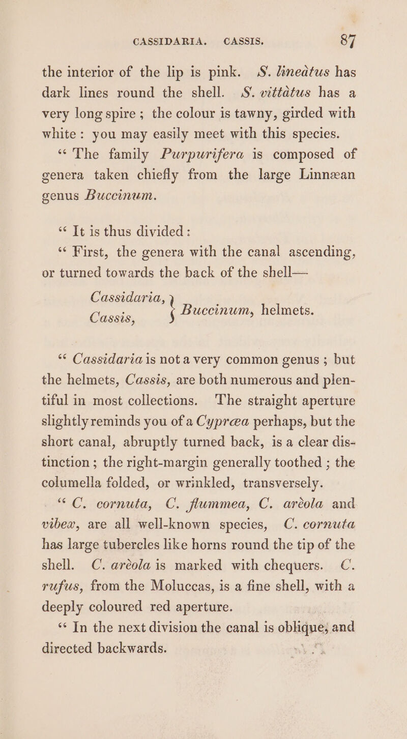 the interior of the lip is pmk. S. lénedtus has dark lines round the shell. S. wittatus has a very long spire ; the colour is tawny, girded with white: you may easily meet with this species. “The family Purpurifera is composed of genera taken chiefly from the large Linnean genus Buccinum. ‘¢ It is thus divided : ‘‘ First, the genera with the canal ascending, or turned towards the back of the shell— Cassidaria, : t Buccinum, helmets. Cassis, ‘* Cassidaria is not a very common genus ; but the helmets, Cassis, are both numerous and plen- tiful in most collections. The straight aperture slightly reminds you of a Cyprea perhaps, but the short canal, abruptly turned back, is a clear dis- tinction ; the right-margin generally toothed ; the columella folded, or wrinkled, transversely. “ C. cornuta, C. flummea, C. aréola and vibex, are all well-known species, C. cornuta has large tubercles like horns round the tip of the shell. C. areola is marked with chequers. C. rufus, from the Moluccas, is a fine shell, with a deeply coloured red aperture. ‘“* In the next division the canal is obbanes and directed backwards. '