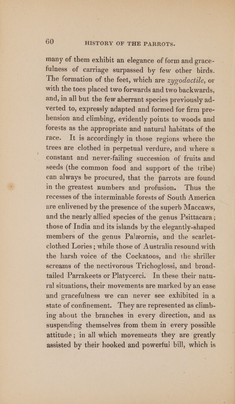 many of them exhibit an elegance of form and grace- fulness of carriage surpassed by few other birds. The formation of the feet, which are zygzodactile, or with the toes placed two forwards and two backwards, and, in all but the few aberrant species previously ad- verted to, expressly adapted and formed for firm pre- hension and climbing, evidently points to woods and forests as the appropriate and natural habitats of the race. It is accordingly in those regions where the trees are clothed in perpetual verdure, and where a constant and never-failing succession of fruits and seeds (the common food and support of the tribe) can always be procured, that the parrots are found in the greatest numbers and profusion. Thus the recesses of the interminable forests of South America are enlivened by the presence of the superb Maccaws, and the nearly allied species of the genus Psittacara ; those of India and its islands by the elegantly-shaped members of the genus Palwornis, and the scarlet- clothed Lories ; while those of Australia resound with the harsh voice of the Cockatoos, and the shriller screams of the nectivorous Trichoglossi, and broad- tailed Parrakeets or Platycerci. In these their natu- ral situations, their movements are marked by an ease and gracefulness we can never see exhibited in a state of confinement. They are represented as climb- ing about the branches in every direction, and as suspending themselves from them in every possible attitude ; in all which movements they are greatly assisted by their hooked and powerful bill, which is
