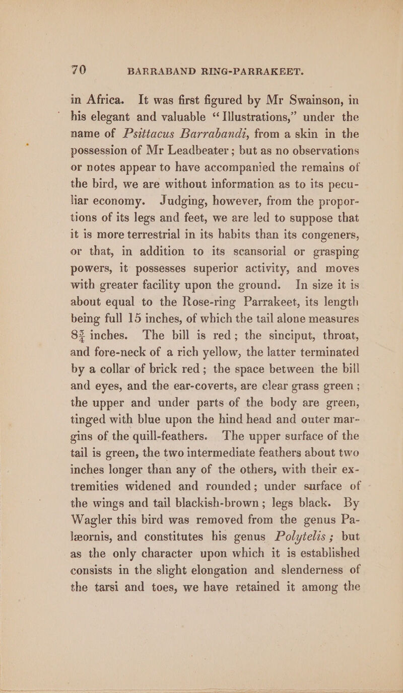 in Africa. It was first figured by Mr Swainson, in his elegant and valuable “Illustrations,” under the name of Psittacus Barrabandt, from a skin in the possession of Mr Leadbeater ; but as no observations or notes appear to have accompanied the remains of the bird, we are without information as to its pecu- liar economy. Judging, however, from the propor- tions of its legs and feet, we are led to suppose that it is more terrestrial in its habits than its congeners, or that, in addition to its scansorial or grasping powers, it possesses superior activity, and moves with greater facility upon the ground. In size it is about equal to the Rose-ring Parrakeet, its length being full 15 inches, of which the tail alone measures 83 inches. The bill is red; the sinciput, throat, and fore-neck of a rich yellow, the latter terminated by a collar of brick red; the space between the bill and eyes, and the ear-coverts, are clear grass green ; the upper and under parts of the body are green, tinged with blue upon the hind head and outer mar- gins of the quill-feathers. The upper surface of the tail is green, the two intermediate feathers about two inches longer than any of the others, with their ex- tremities widened and rounded; under surface of the wings and tail blackish-brown; legs black. By Wagler this bird was removed from the genus Pa- lzornis, and constitutes his genus Polytelis ; but as the only character upon which it is established consists in the slight elongation and slenderness of the tarsi and toes, we have retained it among the