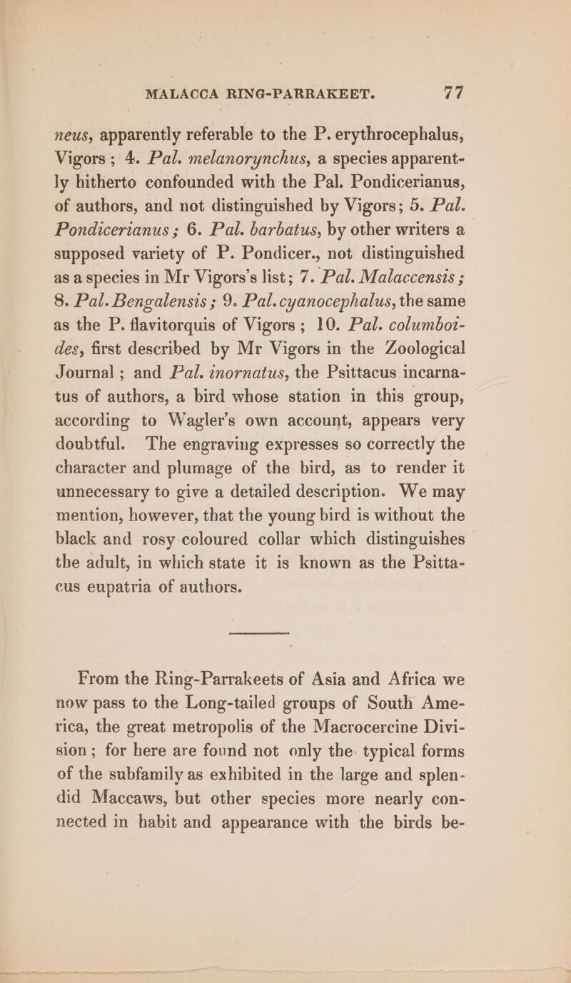 neus, apparently referable to the P. erythrocephalus, Vigors ; 4. Pal. melanorynchus, a species apparent- ly hitherto confounded with the Pal. Pondicerianus, of authors, and not distinguished by Vigors; 5. Pal. Pondicerianus ; 6. Pal. barbatus, by other writers a supposed variety of P. Pondicer., not distinguished as a species in Mr Vigors’s list; 7. Pal. Malaccensis ; 8. Pal. Bengalensis ; 9. Pal. cyanocephalus, the same as the P. flavitorquis of Vigors; 10. Pal. columbot- des, first described by Mr Vigors in the Zoological Journal ; and Pal. inornatus, the Psittacus incarna- tus of authors, a bird whose station in this group, according to Wagler’s own account, appears very doubtful. The engraving expresses so correctly the character and plumage of the bird, as to render it unnecessary to give a detailed description. We may mention, however, that the young bird is without the black and rosy coloured collar which distinguishes — the adult, in which state it is known as the Psitta- cus eupatria of authors. From the Ring-Parrakeets of Asia and Africa we now pass to the Long-tailed groups of South Ame- rica, the great metropolis of the Macrocercine Divi- sion; for here are found not only the. typical forms of the subfamily as exhibited in the large and splen- did Maccaws, but other species more nearly con- nected in habit and appearance with the birds be-