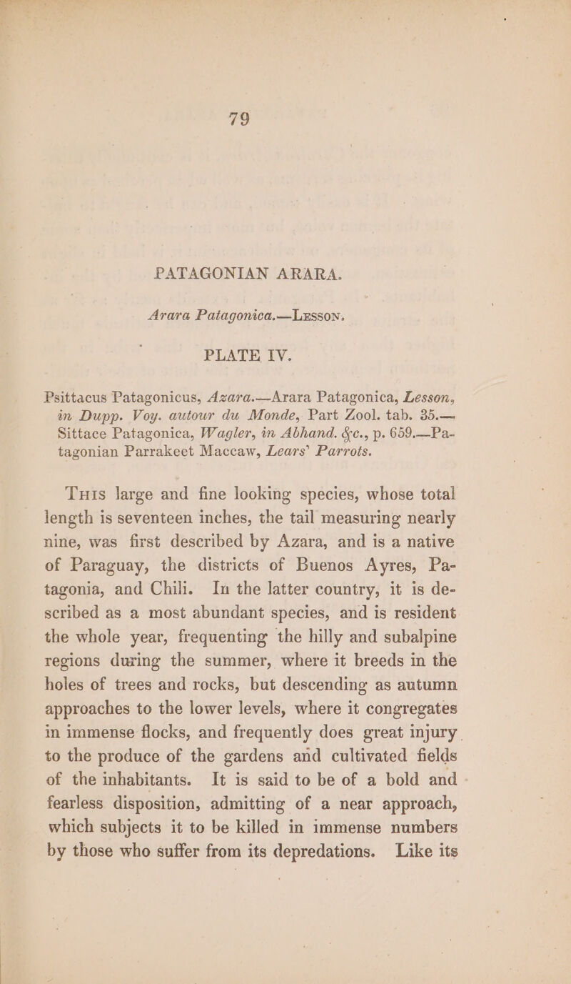 To PATAGONIAN ARARA. Arara Patagonica.—Lxsson. PLATE IV. Psittacus Patagonicus, Azara.—Arara Patagonica, Lesson, in Dupp. Voy. autour du Monde, Part Zool. tab. 35.— Sittace Patagonica, Wagler, in Abhand. &amp;c., p. 659.—Pa- tagonian Parrakeet Maccaw, Lears’ Parrots. Tuis large and fine looking species, whose total length is seventeen inches, the tail measuring nearly nine, was first described by Azara, and is a native of Paraguay, the districts of Buenos Ayres, Pa- tagonia, and Chili. In the latter country, it is de- scribed as a most abundant species, and is resident the whole year, frequenting the hilly and subalpine regions during the summer, where it breeds in the holes of trees and rocks, but descending as autumn approaches to the lower levels, where it congregates im immense flocks, and frequently does great injury. to the produce of the gardens and cultivated fields of the inhabitants. It is said to be of a bold and fearless disposition, admitting of a near approach, which subjects it to be killed in immense numbers by those who suffer from its depredations. Like its