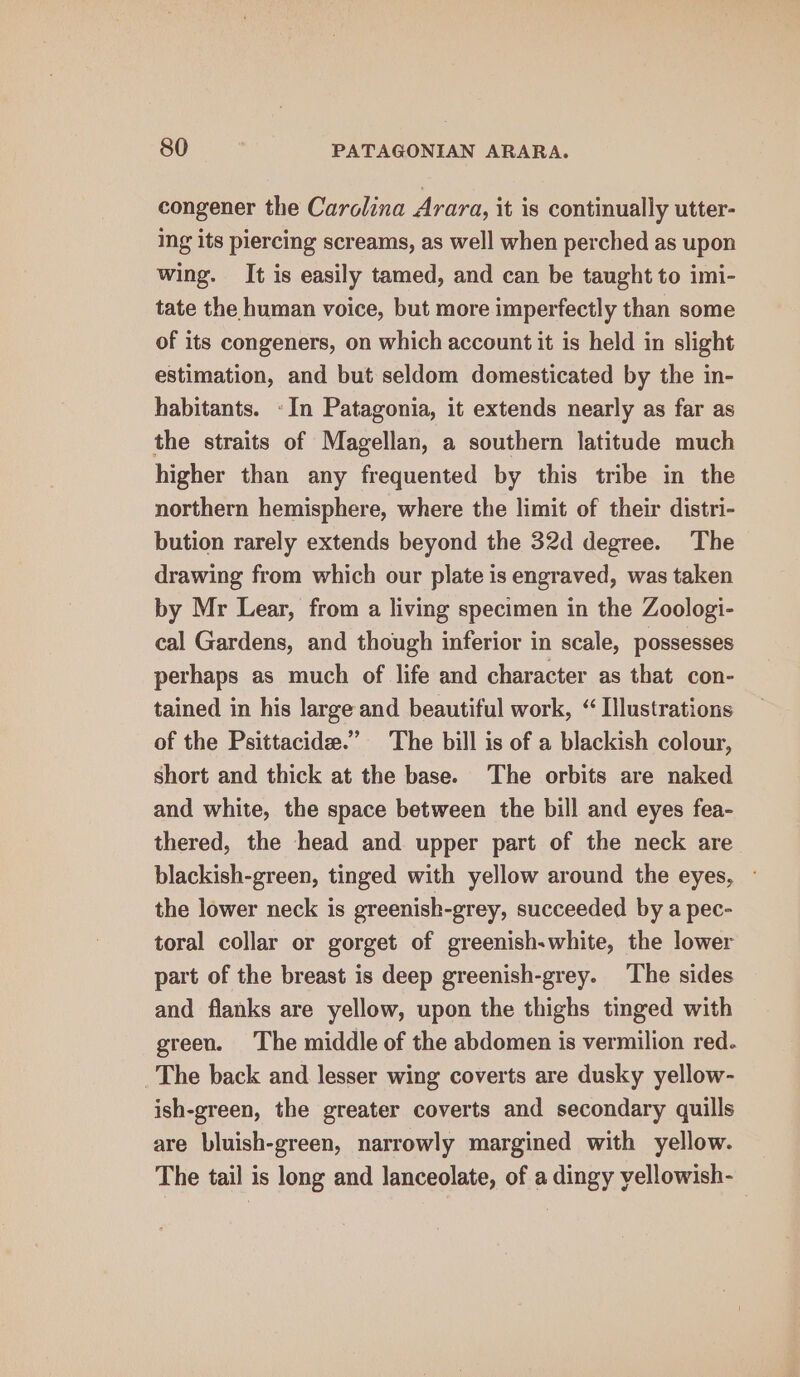 congener the Carolina Arara, it is continually utter- ing its piercing screams, as well when perched as upon wing. It is easily tamed, and can be taught to imi- tate the human voice, but more imperfectly than some of its congeners, on which account it is held in slight estimation, and but seldom domesticated by the in- habitants. «In Patagonia, it extends nearly as far as the straits of Magellan, a southern latitude much higher than any frequented by this tribe in the northern hemisphere, where the limit of their distri- bution rarely extends beyond the 32d degree. The drawing from which our plate is engraved, was taken by Mr Lear, from a living specimen in the Zoologi- cal Gardens, and though inferior in scale, possesses perhaps as much of life and character as that con- tained in his large and beautiful work, “Illustrations of the Psittacide.” The bill is of a blackish colour, short and thick at the base. The orbits are naked and white, the space between the bill and eyes fea- thered, the head and upper part of the neck are blackish-green, tinged with yellow around the eyes, - the lower neck is greenish-grey, succeeded by a pec- toral collar or gorget of greenish-white, the lower part of the breast is deep greenish-grey. ‘The sides and flanks are yellow, upon the thighs tinged with green. The middle of the abdomen is vermilion red. The back and lesser wing coverts are dusky yellow- ish-green, the greater coverts and secondary quills are bluish-green, narrowly margined with yellow. The tail is long and lanceolate, of a dingy yellowish-