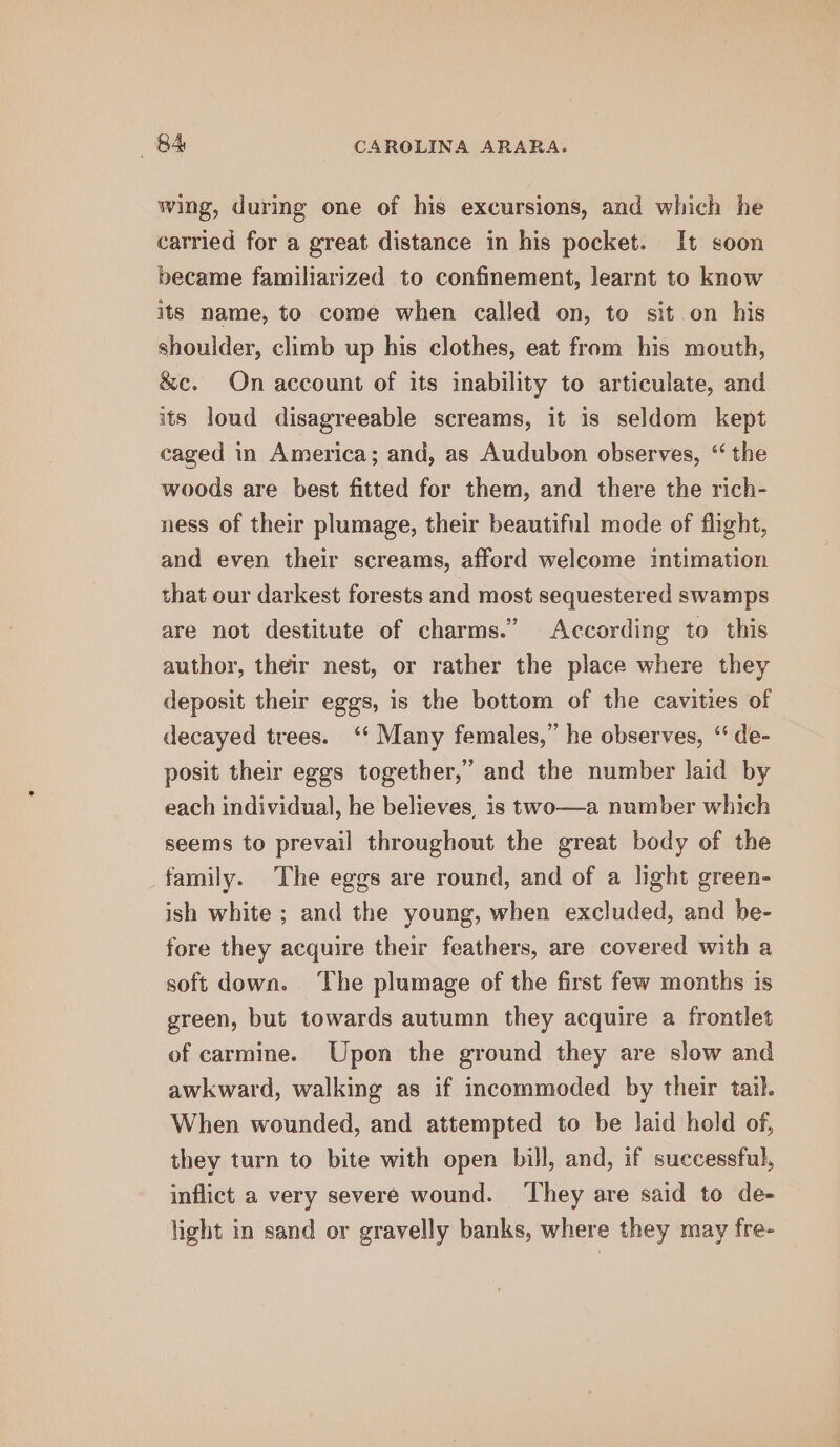 wing, during one of his excursions, and which he carried for a great distance in his pocket. It soon became familiarized to confinement, learnt to know its name, to come when called on, to sit on his shoulder, climb up his clothes, eat from his mouth, &amp;c. On account of its inability to articulate, and its loud disagreeable screams, it is seldom kept caged in America; and, as Audubon observes, “the woods are best fitted for them, and there the rich- ness of their plumage, their beautiful mode of flight, and even their screams, afford welcome intimation that our darkest forests and most sequestered swamps are not destitute of charms.” According to this author, their nest, or rather the place where they deposit their eggs, is the bottom of the cavities of decayed trees. ‘‘ Many females,” he observes, “ de- posit their eggs together,” and the number laid by each individual, he believes, is two—a number which seems to prevail throughout the great body of the family. The eggs are round, and of a light green- ish white ; and the young, when excluded, and be- fore they acquire their feathers, are covered with a soft down. The plumage of the first few months is green, but towards autumn they acquire a frontlet of carmine. Upon the ground they are slow and awkward, walking as if incommoded by their tail. When wounded, and attempted to be laid hold of, they turn to bite with open bill, and, if successful, inflict a very severe wound. ‘They are said to de- light in sand or gravelly banks, where they may fre-