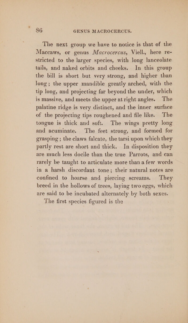 S86 GENUS MACROCERCUS. The next group we have to notice is that of the Maccaws, or genus Macrocercus, Viell., here re- stricted to the larger species, with long lanceolate tails, and naked orbits and cheeks. In this group the bill is short but very strong, and higher than Jong; the upper mandible greatly arched, with the tip long, and projecting far beyond the under, which is massive, and meets the upper at right angles. The palatine ridge is very distinct, and the inner surface of the projecting tips roughened and file like. The tongue is thick and soft. The wings pretty long and acuminate. The feet strong, and formed for grasping ; the claws falcate, the tarsi upon which they partly rest are short and thick. In disposition they are much less docile than the true Parrots, and can rarely be taught to articulate more than a few words in a harsh discordant tone; their natural notes are confined to hoarse and piercing screams. They breed in the hollows of trees, laying two eggs, which are said to be incubated alternately by both sexes. The first species figured is the