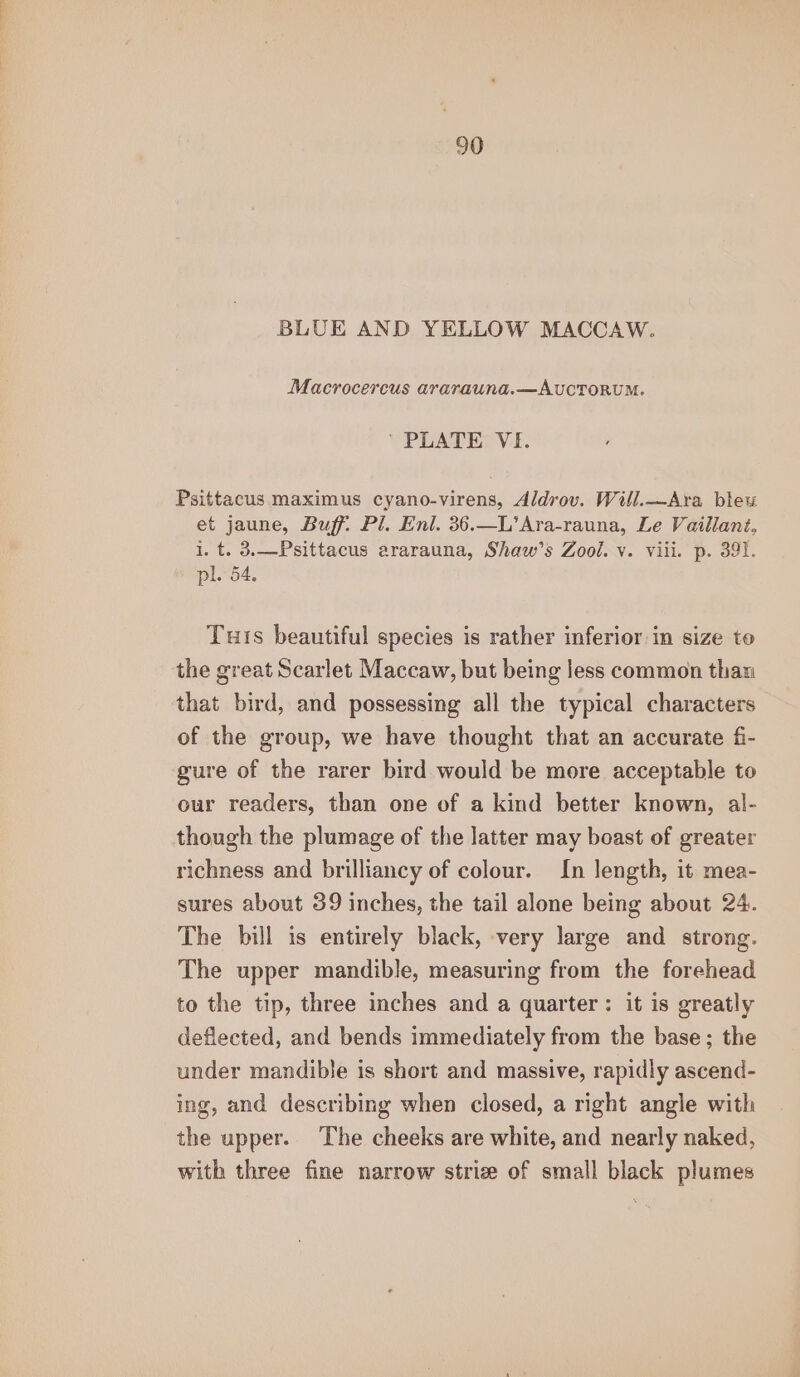 BLUE AND YELLOW MACCAW. Macrocercus ararauna.—AvUCTORUM. ‘ PLATE VE. Psittacus maximus cyano-virens, Aldrov. Will.—Ara blew et jaune, Buff. Pl. Eni. 36.—L’Ara-rauna, Le Vaillant, i. t. 3.—Psittacus ararauna, Shaw’s Zool. v. viii. p. 391. pl. 54. Tus beautiful species is rather inferior in size to the great Scarlet Maccaw, but being Jess common than that bird, and possessing all the typical characters of the group, we have thought that an accurate fi- gure of the rarer bird would be more acceptable to our readers, than one of a kind better known, al- though the plumage of the latter may boast of greater richness and brilliancy of colour. In length, it mea- sures about 39 inches, the tail alone being about 24. The bill is entirely black, very large and strong. The upper mandible, measuring from the forehead to the tip, three inches and a quarter: it is greatly deflected, and bends immediately from the base; the under mandible is short and massive, rapidly ascend- ing, and describing when closed, a right angle with the upper. The cheeks are white, and nearly naked, with three fine narrow striz of small black plumes