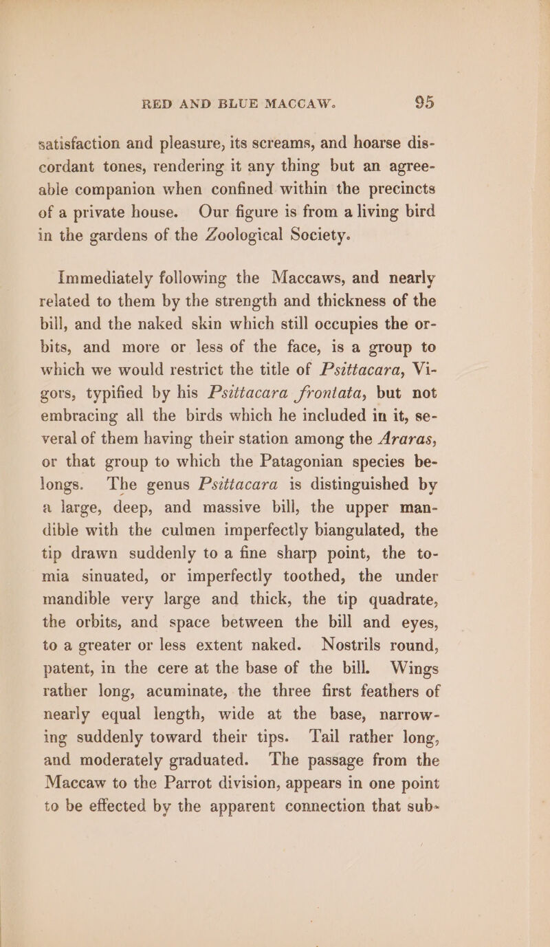 satisfaction and pleasure, its screams, and hoarse dis- cordant tones, rendering it any thing but an agree- able companion when confined within the precincts of a private house. Our figure is from a living bird in the gardens of the Zoological Society. Immediately following the Maccaws, and nearly related to them by the strength and thickness of the bill, and the naked skin which still occupies the or- bits, and more or less of the face, is a group to which we would restrict the title of Psittacara, Vi- gors, typified by his Pszttacara frontata, but not embracing all the birds which he included in it, se- veral of them having their station among the Araras, or that group to which the Patagonian species be- longs. The genus Psittacara is distinguished by a large, deep, and massive bill, the upper man- dible with the culmen imperfectly biangulated, the tip drawn suddenly to a fine sharp point, the to- mia sinuated, or imperfectly toothed, the under mandible very large and thick, the tip quadrate, the orbits, and space between the bill and eyes, to a greater or less extent naked. Nostrils round, patent, in the cere at the base of the bill. Wings rather long, acuminate, the three first feathers of nearly equal length, wide at the base, narrow- ing suddenly toward their tips. ‘Tail rather long, and moderately graduated. The passage from the Maccaw to the Parrot division, appears in one point to be effected by the apparent connection that sub-