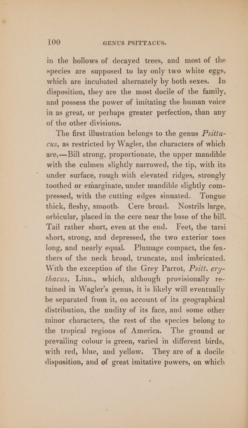 in the hollows of decayed trees, and most of the species are supposed to lay only two white eggs, which are incubated alternately by both sexes. In disposition, they are the most docile of the family, and possess the power of imitating the human voice in as great, or perhaps greater perfection, than any of the other divisions. The first illustration belongs to the genus Pszitta- cus, as restricted by Wagler, the characters of which are,—Bill strong, proportionate, the upper mandible with the culmen slightly narrowed, the tip, with its under surface, rough with elevated ridges, strongly toothed or emarginate, under mandible slightly com- pressed, with the cutting edges sinuated. Tongue thick, fleshy, smooth. Cere broad. Nostrils large, orbicular, placed in the cere near the base of the bill. Tail rather short, even at the end. Feet, the tarsi short, strong, and depressed, the two exterior toes long, and nearly equal. Plumage compact, the fea- thers of the neck broad, truncate, and imbricated. With the exception of the Grey Parrot, Psztt. ery- thacus, Linn., which, although provisionally re- tained in Wagler’s genus, it is likely will eventually be separated from it, on account of its geographical distribution, the nudity of its face, and some other minor characters, the rest of the species belong to the tropical regions of America. The ground or prevailing colour is green, varied in different birds, with red, blue, and yellow. They are of a docile disposition, and of great imitative powers, on which