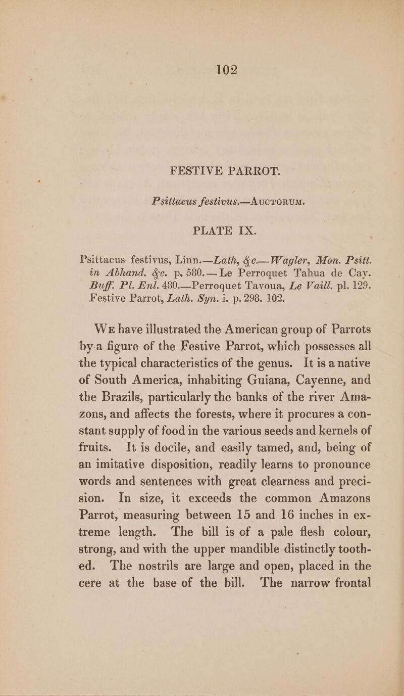 FESTIVE PARROT. Psittacus festivus. —AUCTORUM. PLATE IX. Psittacus festivus, Linn.—Lath, §c.—Wagler, Mon. Psitt. in Abhand. &amp;c. p. 580.—Le Perroquet Tahua de Cay. Buff. Pl. Eni. 480.—Perroquet Tavoua, Le Vaill. pl. 129. Festive Parrot, Lath. Syn. i. p. 298. 102. We have illustrated the American group of Parrots by-a figure of the Festive Parrot, which possesses all the typical characteristics of the genus. It is a native of South America, inhabiting Guiana, Cayenne, and the Brazils, particularly the banks of the river Ama- zons, and affects the forests, where it procures a con- stant supply of food in the various seeds and kernels of fruits. It is docile, and easily tamed, and, being of an imitative disposition, readily learns to pronounce words and sentences with great clearness and preci- sion. In size, it exceeds the common Amazons Parrot, measuring between 15 and 16 inches in ex- treme length. The bill is of a pale flesh colour, strong, and with the upper mandible distinctly tooth- ed. The nostrils are large and open, placed in the cere at the base of the bill. The narrow frontal