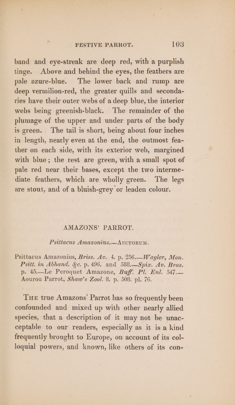 band and eye-streak are deep red, with a purplish tinge. Above and behind the eyes, the feathers are pale azure-blue. The lower back and rump are deep vermilion-red, the greater quills and seconda- ries have their outer webs of a deep blue, the interior webs being greenish-black. The remainder of the plumage of the upper and under parts of the body is green. ‘The tail is short, being about four inches in length, nearly even at the end, the outmost fea- ther on each side, with its exterior web, margined with blue; the rest are green, with a small spot of pale red near their bases, except the two interme- diate feathers, which are wholly green. The legs are stout, and of a bluish-grey or leaden colour. AMAZONS’ PARROT. Psittacus Amazonius.—AUCTORUM. Psittacus Amazonius, Briss. Av. 4. p. 256.—Wagler, Mon. Psitt. in Abhand. &amp;e. p. 496. and 588.—Spix. Av. Bras. p. 45.—Le Peroquet Amazone, Buff. Pl. Enl. 547.— Aourou Parrot, Shaw’s Zool. 8. p. 508. pl. 76. Tue true Amazons’ Parrot has so frequently been confounded and mixed up with other nearly allied species, that a description of it may not be unac- ceptable to our readers, especially as it is a kind frequently brought to Europe, on account of its col- loquial powers, and known, like others of its con-