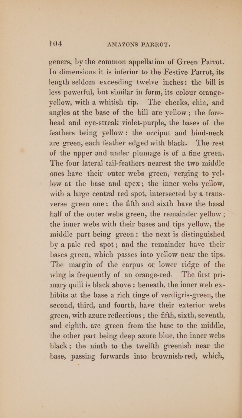 geners, by the common appellation of Green Parrot. In dimensions it is inferior to the Festive Parrot, its length seldom exceeding twelve inches: the bill is less powerful, but similar in form, its colour orange- yellow, with a whitish tip. The cheeks, chin, and angles at the base of the bill are yellow; the fore- head and eye-streak violet-purple, the bases of the feathers being yellow: the occiput and hind-neck are green, each feather edged with black. The rest of the upper and under plumage is of a fine green. The four lateral tail-feathers nearest the two middle ones have their outer webs green, verging to yel- Jow at the base and apex; the inner webs yellow, with a large central red spot, intersected by a trans- verse green one: the fifth and sixth have the basal half of the outer webs green, the remainder yellow ; the inner webs with their bases and tips yellow, the middle part being green: the next is distinguished by a pale red spot; and the remainder have their bases green, which passes into yellow near the tips. The margin of the carpus or lower ridge of the wing is frequently of an orange-red. ‘The first pri- mary quill is black above : beneath, the inner web ex- hibits at the base a rich tinge of verdigris-green, the second, third, and fourth, have their exterior webs green, with azure reflections ; the fifth, sixth, seventh, and eighth, are green from the base to the middle, the other part being deep azure blue, the inner webs black ; the ninth to the twelfth greenish near the ‘base, passing forwards into brownish-red, which,