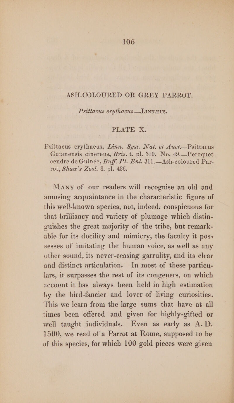 _ASH-COLOURED OR GREY PARROT. Psittacus erythacus.—LINN&amp;US. PLATE X. Psittacus erythacus, Linn. Syst. Nat. et Auct.—Psittacus Guianensis cinereus, Bris. t. pl. 310. No. 49.—Peroquet cendre de Guinée, Buff. Pl. Eni. 311.—Ash-coloured Par- rot, Shaw’s Zool. 8. pl. 486. Many of our readers will recognise an old and amusing acquaintance in the characteristic figure of this well-known species, not, indeed, conspicuous for that brilliancy and variety of plumage which distin- guishes the great majority of the tribe, but remark- able for its docility and mimicry, the faculty it pos- sesses of imitating the human voice, as well as any other sound, its never-ceasing garrulity, and its clear and distinct articulation. In most of these particu- Jars, it surpasses the rest of its congeners, on which account it has always been held in high estimation by the bird-fancier and lover of living curiosities. This we learn from the large sums that have at all times been offered and given for highly-gifted or well taught individuals. Even as early as A.D. 1500, we read of a Parrot at Rome, supposed to be of this species, for which 100 gold pieces were given