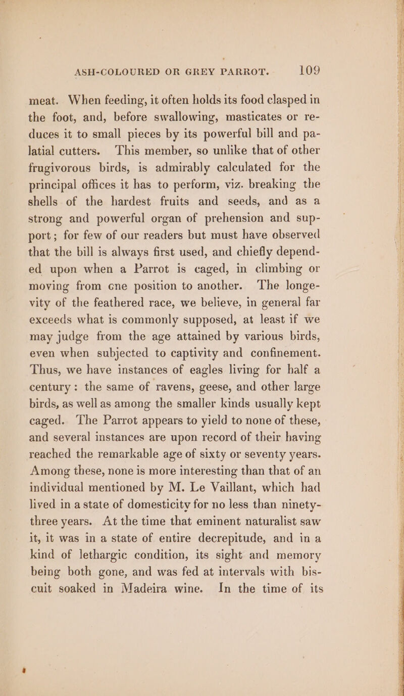 meat. When feeding, it often holds its food clasped in the foot, and, before swallowing, masticates or re- duces it to small pieces by its powerful bill and pa- latial cutters. This member, so unlike that of other frugivorous birds, is admirably calculated for the principal offices it has to perform, viz. breaking the shells of the hardest fruits and seeds, and as a strong and powerful organ of prehension and sup- port; for few of our readers but must have observed that the bill is always first used, and chiefly depend- ed upon when a Parrot is caged, in climbing or moving from cne position to another. The longe- vity of the feathered race, we believe, in general far exceeds what is commonly supposed, at least if we may judge from the age attained by various birds, even when subjected to captivity and confinement. Thus, we have instances of eagles living for half a century: the same of ravens, geese, and other large birds, as well as among the smaller kinds usually kept caged. The Parrot appears to yield to none of these, and several instances are upon record of their having reached the remarkable age of sixty or seventy years. Among these, none is more interesting than that of an individual mentioned by M. Le Vaillant, which had lived in a state of domesticity for no less than ninety- three years. At the time that eminent naturalist saw it, it was in a state of entire decrepitude, and ina kind of lethargic condition, its sight and memory being both gone, and was fed at intervals with bis- cuit soaked in Madeira wine. In the time of its