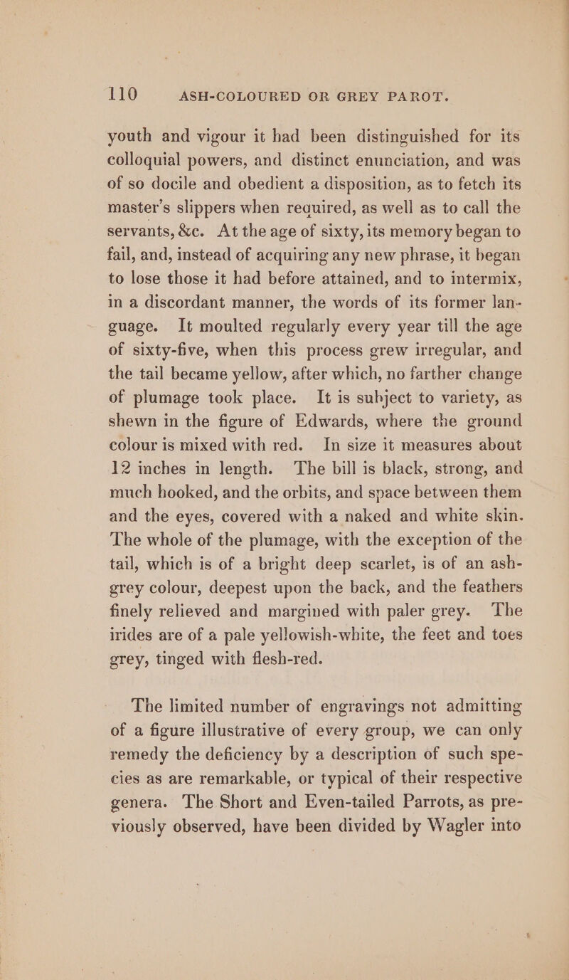 youth and vigour it had been distinguished for its colloquial powers, and distinct enunciation, and was of so docile and obedient a disposition, as to fetch its master’s slippers when reauired, as well as to call the servants, &amp;c. At the age of sixty, its memory began to fail, and, instead of acquiring any new phrase, it began to lose those it had before attained, and to intermix, in a discordant manner, the words of its former lan- guage. It moulted regularly every year till the age of sixty-five, when this process grew irregular, and the tail became yellow, after which, no farther change of plumage took place. It is subject to variety, as shewn in the figure of Edwards, where the ground colour is mixed with red. In size it measures about 12 inches in length. The bill is black, strong, and much booked, and the orbits, and space between them and the eyes, covered with a naked and white skin. The whole of the plumage, with the exception of the tail, which is of a bright deep scarlet, is of an ash- grey colour, deepest upon the back, and the feathers finely relieved and margined with paler grey. The irides are of a pale yellowish-white, the feet and toes grey, tinged with flesh-red. The limited number of engravings not admitting of a figure illustrative of every group, we can only remedy the deficiency by a description of such spe- cies as are remarkable, or typical of their respective genera. The Short and Even-tailed Parrots, as pre- viously observed, have been divided by Wagler into