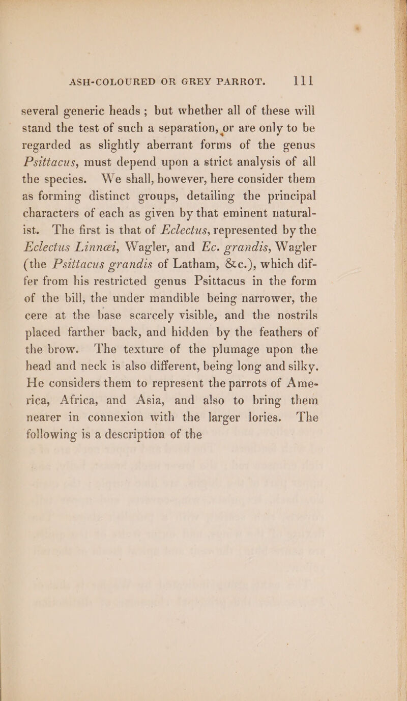 several generic heads ; but whether all of these will stand the test of such a separation, or are only to be regarded as slightly aberrant forms of the genus Psittacus, must depend upon a strict analysis of all the species. We shall, however, here consider them as forming distinct groups, detailing the principal characters of each as given by that eminent natural- ist. The first is that of Eclectus, represented by the Eclectus Linnei, Wagler, and Ec. grandis, Wagler (the Psttiacus grandis of Latham, &amp;c.), which dif- fer from his restricted genus Psittacus in the form of the bill, the under mandible being narrower, the cere at the base scarcely visible, and the nostrils placed farther back, and hidden by the feathers of the brow. ‘The texture of the plumage upon the head and neck is also different, being long and silky. He considers them to represent the parrots of Ame- rica, Africa, and Asia, and also to bring them nearer in connexion with the larger lories. The following is a description of the